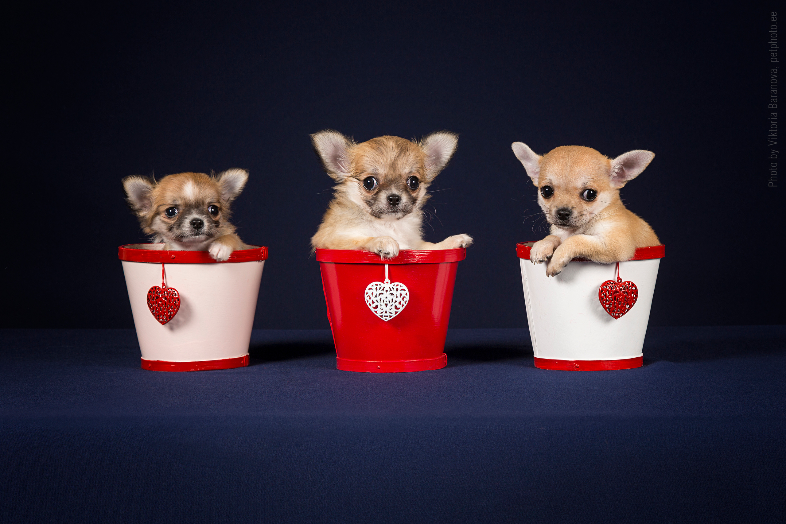 Chihuahua. Фотограф в Таллине Виктория Баранова |фотосессии и обучение / Photographer Viktoria Baranova