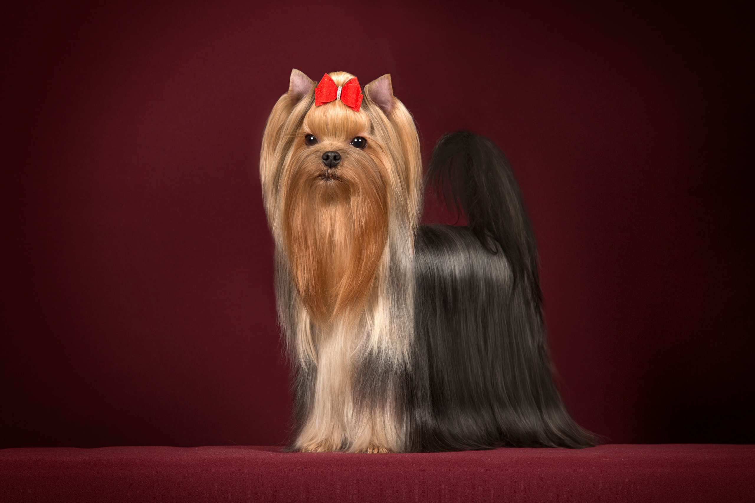 Животные. Фотограф в Таллине Виктория Баранова |фотосессии и обучение / Photographer Viktoria Baranova