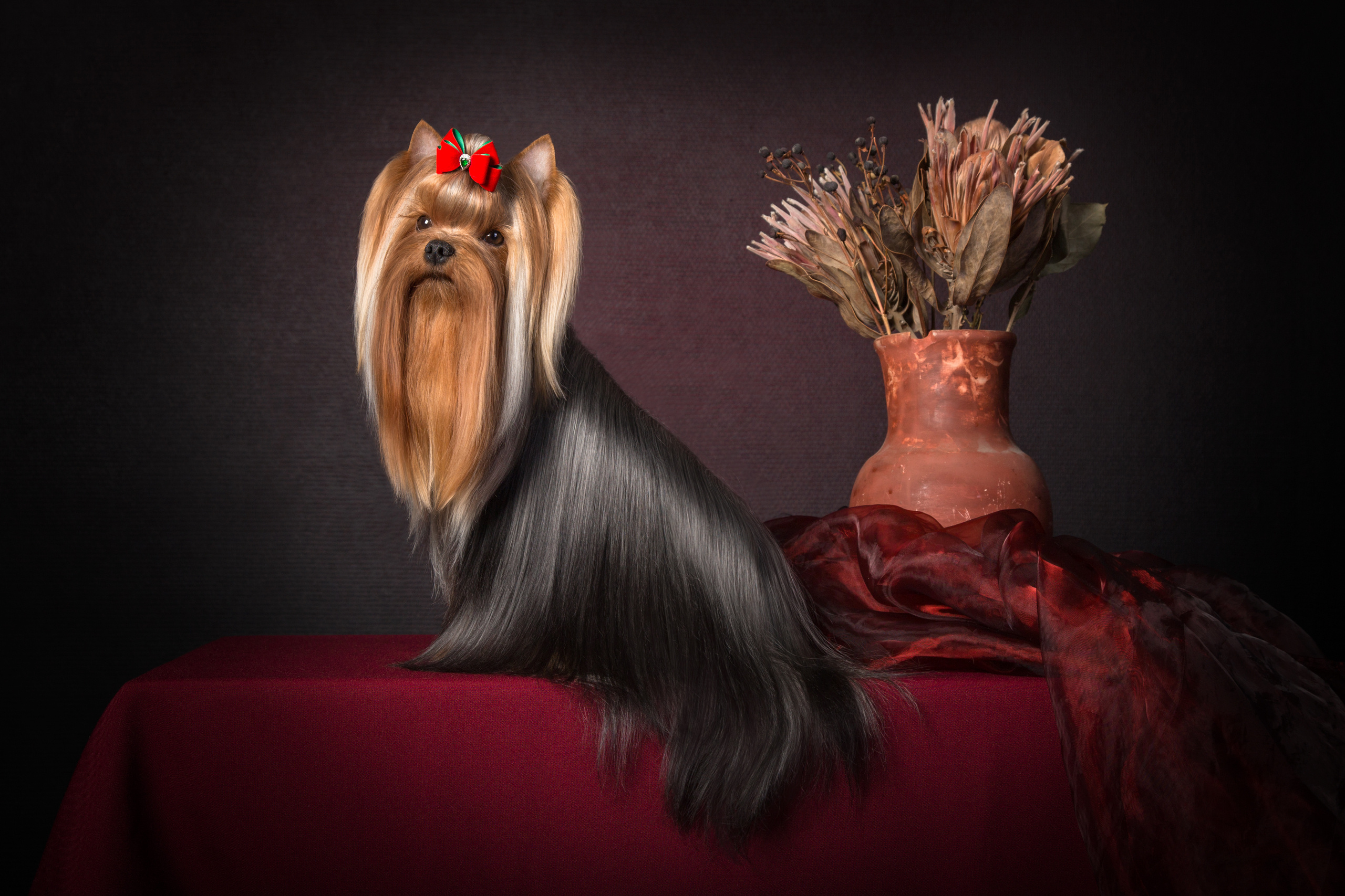 Животные. Фотограф в Таллине Виктория Баранова |фотосессии и обучение / Photographer Viktoria Baranova