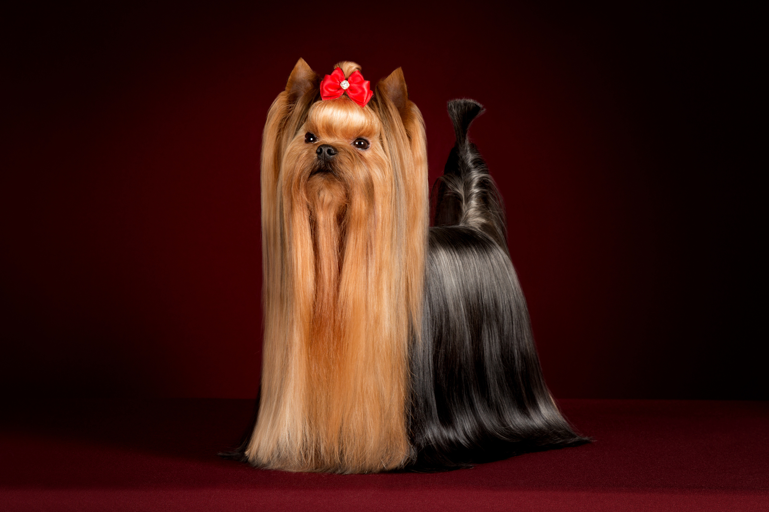 Животные. Фотограф в Таллине Виктория Баранова |фотосессии и обучение / Photographer Viktoria Baranova