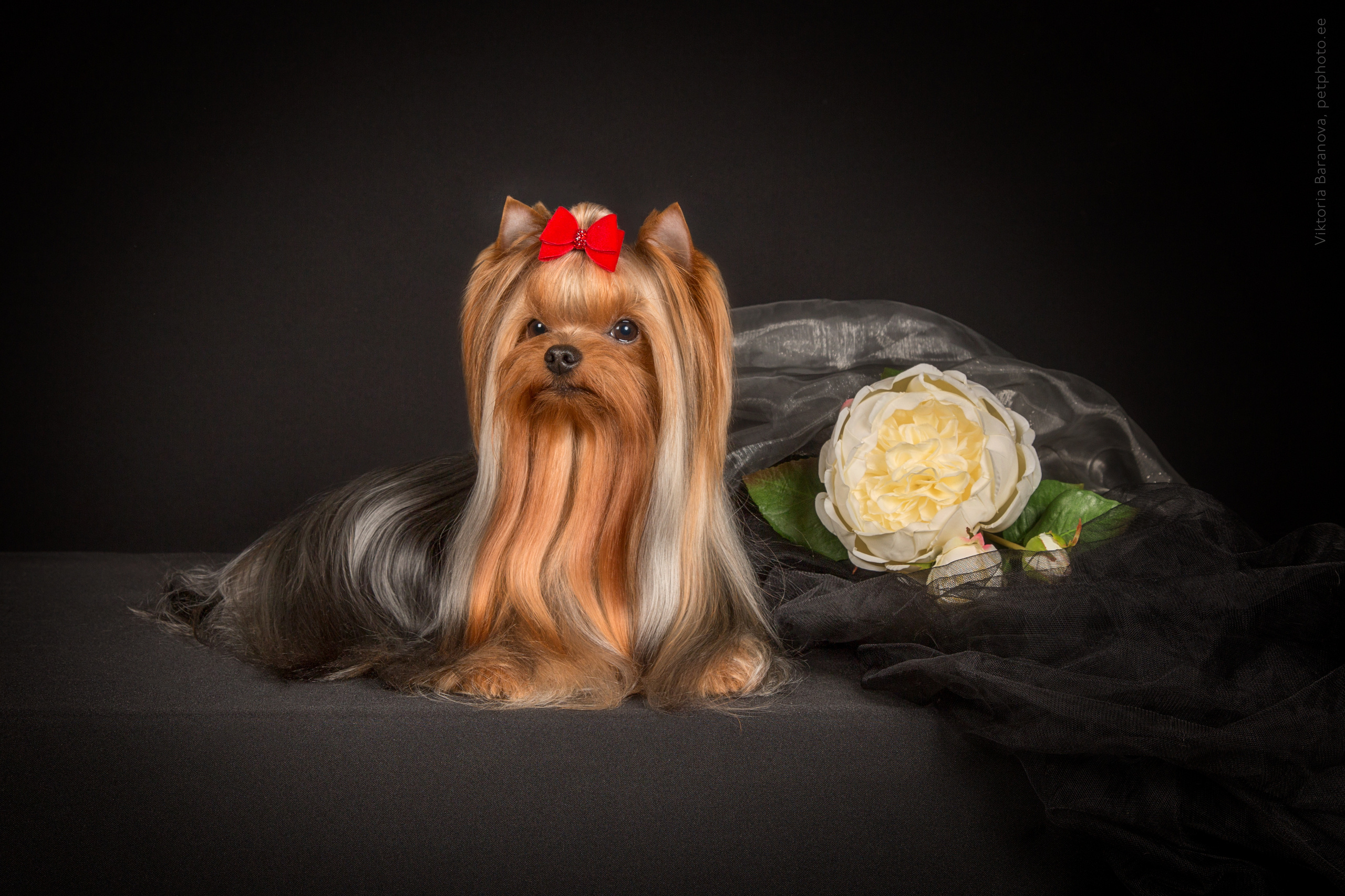 ChinChin (7 фото). Фотограф в Таллине Виктория Баранова |фотосессии и обучение / Photographer Viktoria Baranova