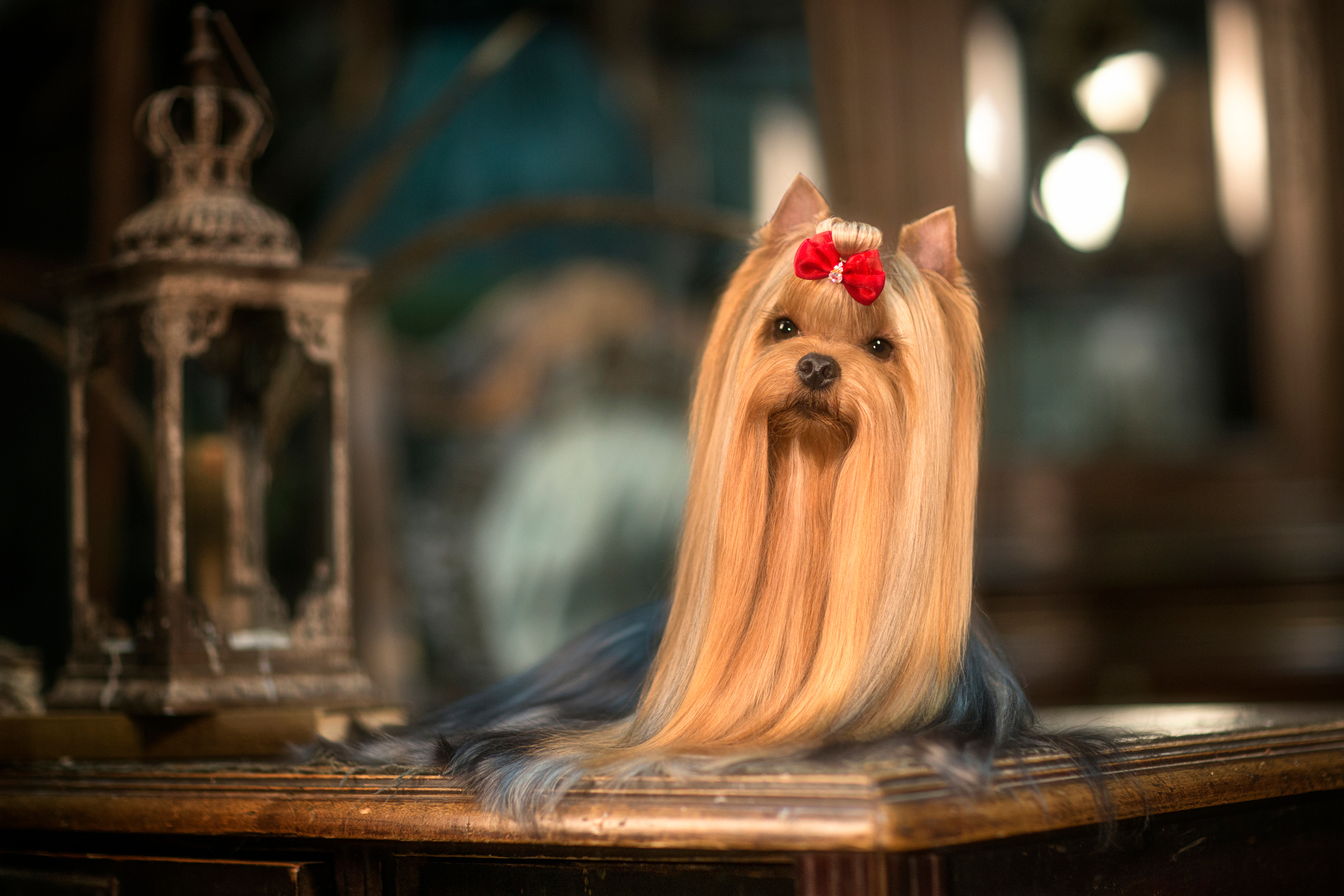 Oskar Yorkshire terrier (11 фото). Фотограф в Таллине Виктория Баранова |фотосессии и обучение / Photographer Viktoria Baranova