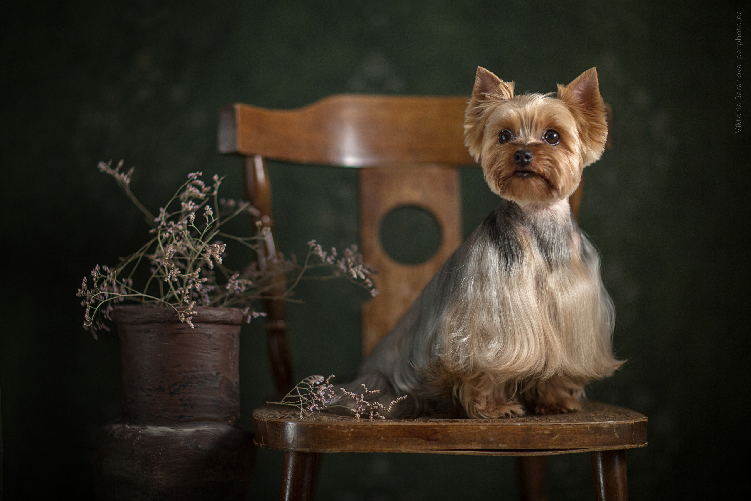 Животные. Фотограф в Таллине Виктория Баранова |фотосессии и обучение / Photographer Viktoria Baranova