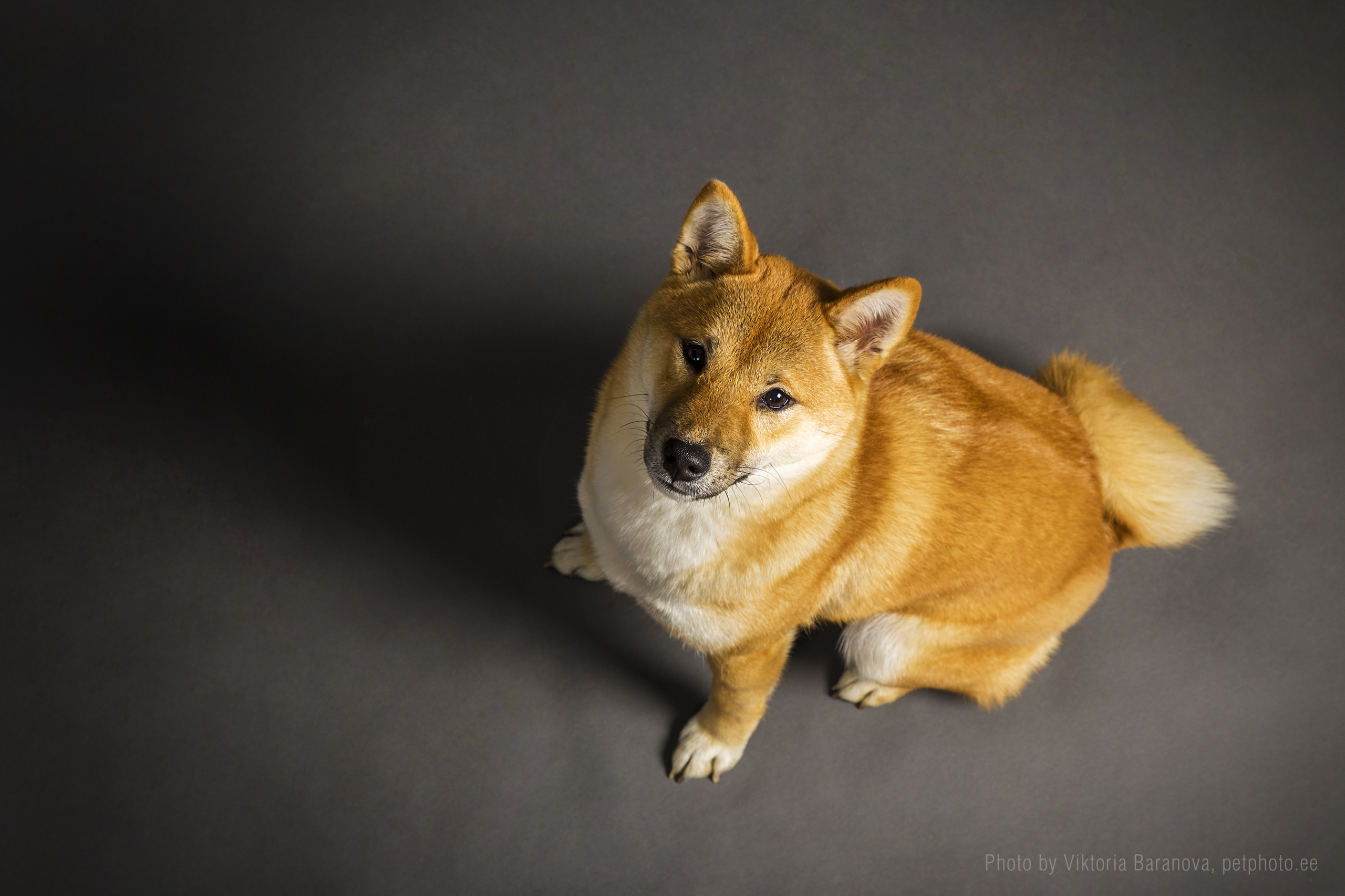 Harli. Фотограф в Таллине Виктория Баранова |фотосессии и обучение / Photographer Viktoria Baranova