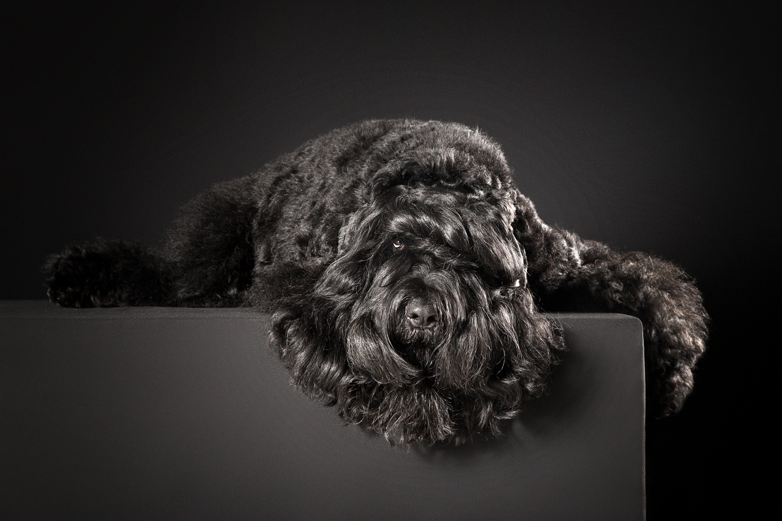 Животные. Фотограф в Таллине Виктория Баранова |фотосессии и обучение / Photographer Viktoria Baranova