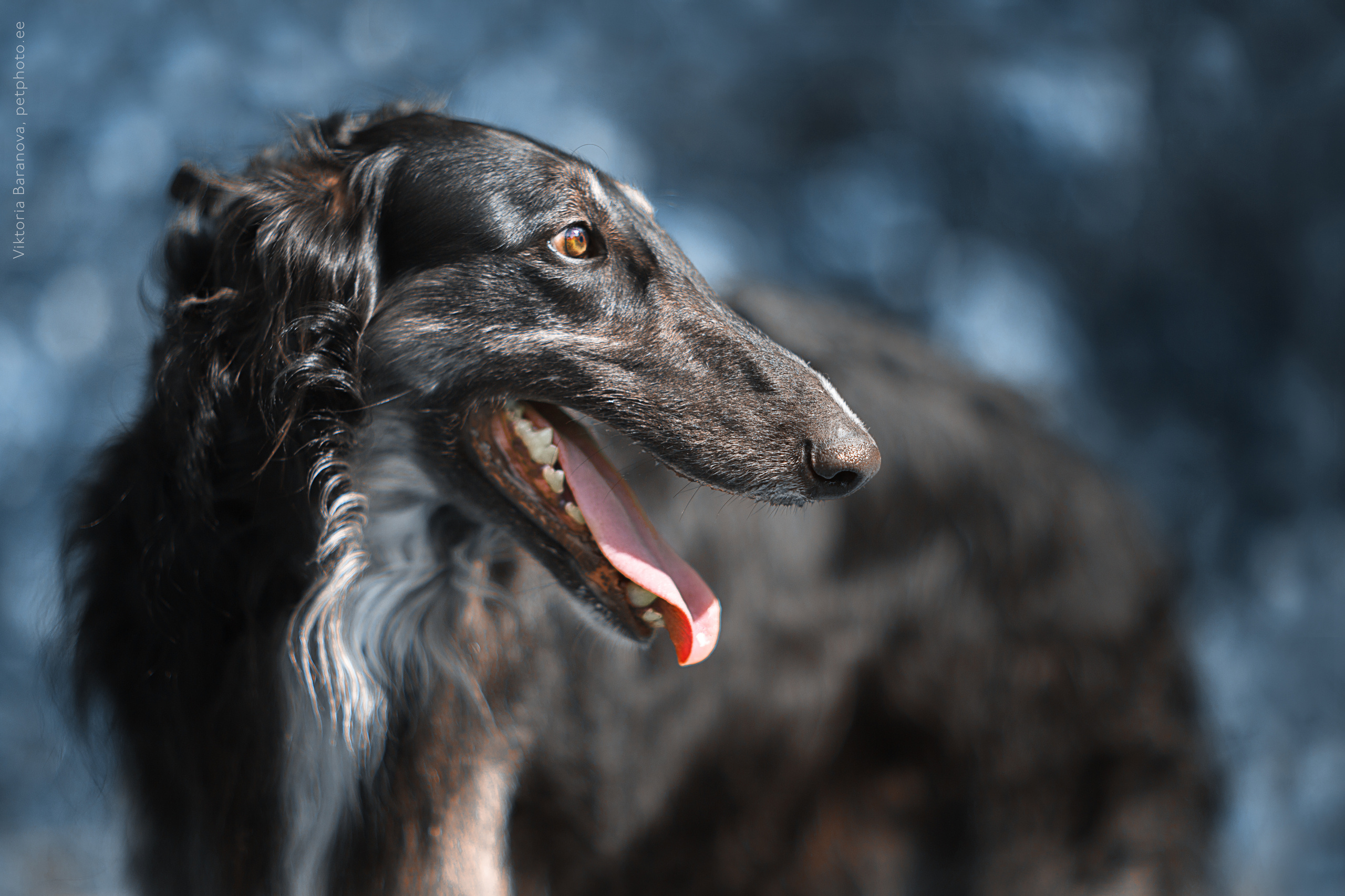 Russkaya Borzaya (5 фото). Фотограф в Таллине Виктория Баранова |фотосессии и обучение / Photographer Viktoria Baranova