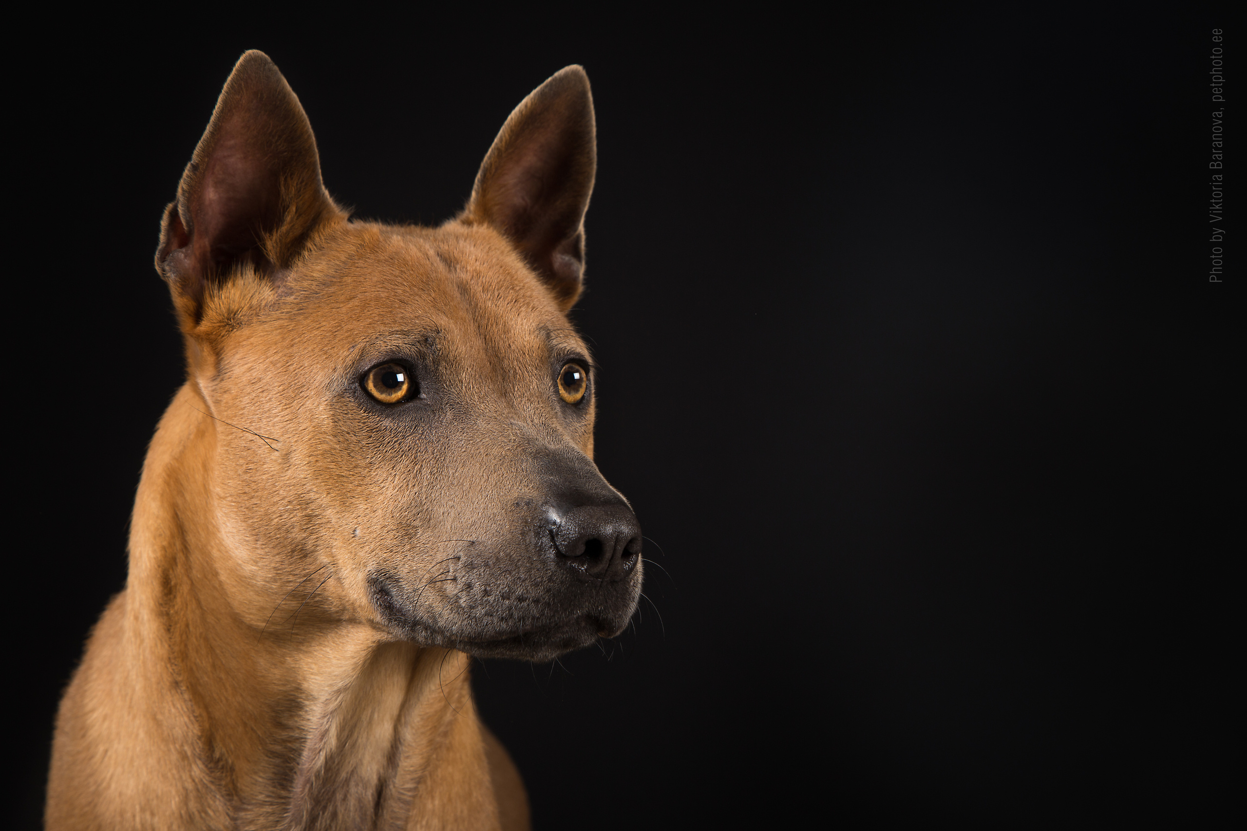 Thai ridgeback (6 фото). Фотограф в Таллине Виктория Баранова |фотосессии и обучение / Photographer Viktoria Baranova