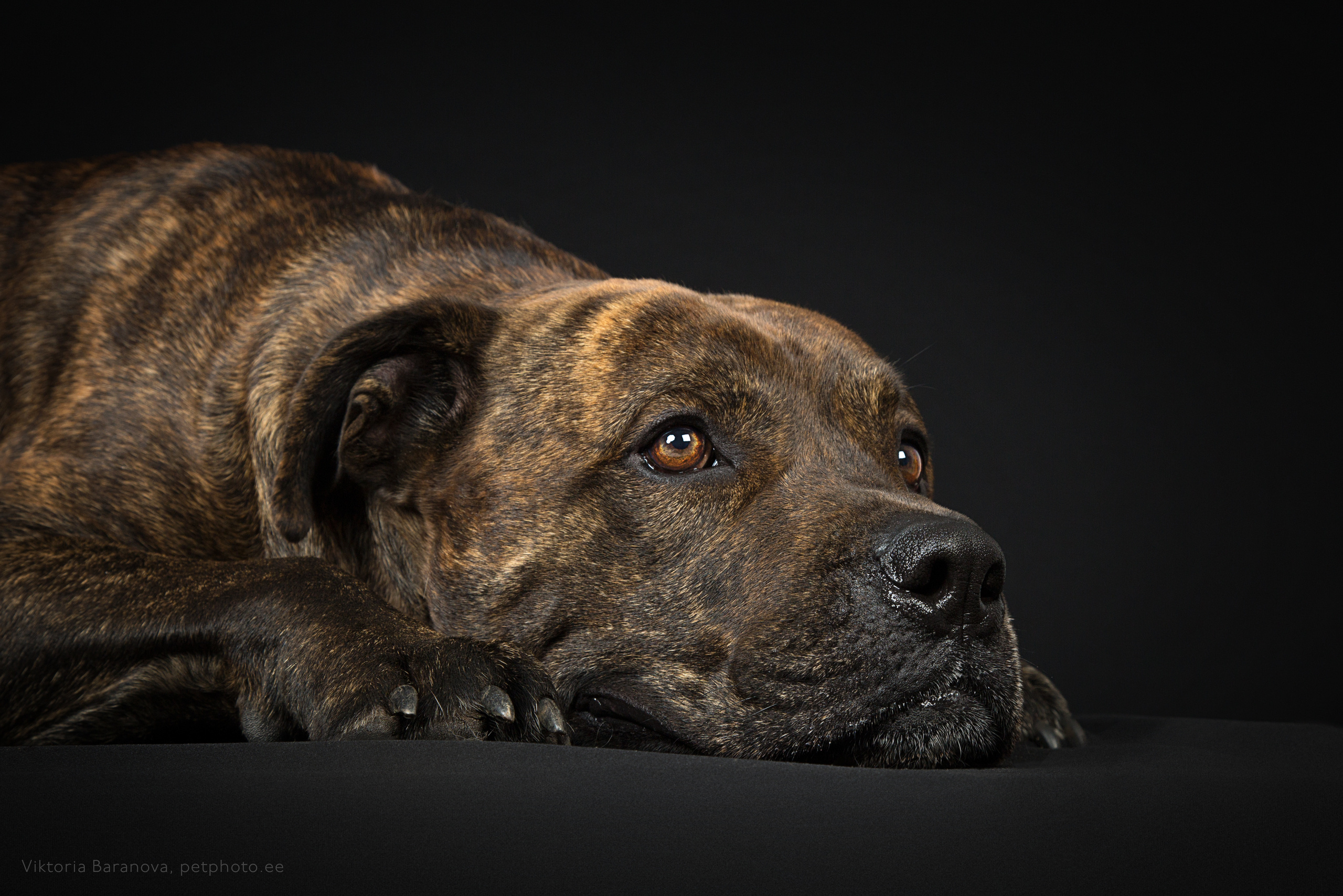 Fred (6 фото). Фотограф в Таллине Виктория Баранова |фотосессии и обучение / Photographer Viktoria Baranova