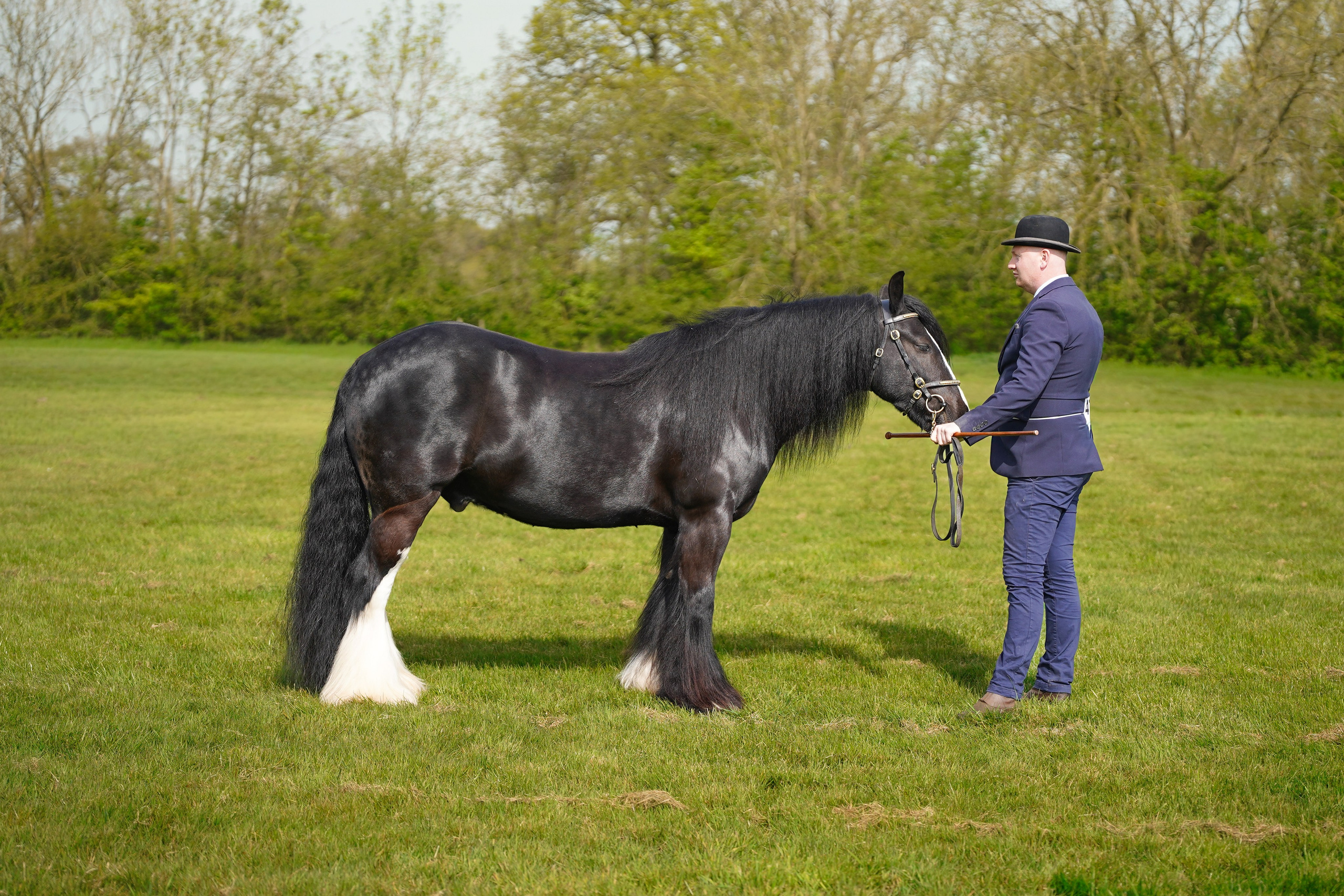 Showing. Leicestershire Equine Photography by El | Authentic Equine Portraits & Events