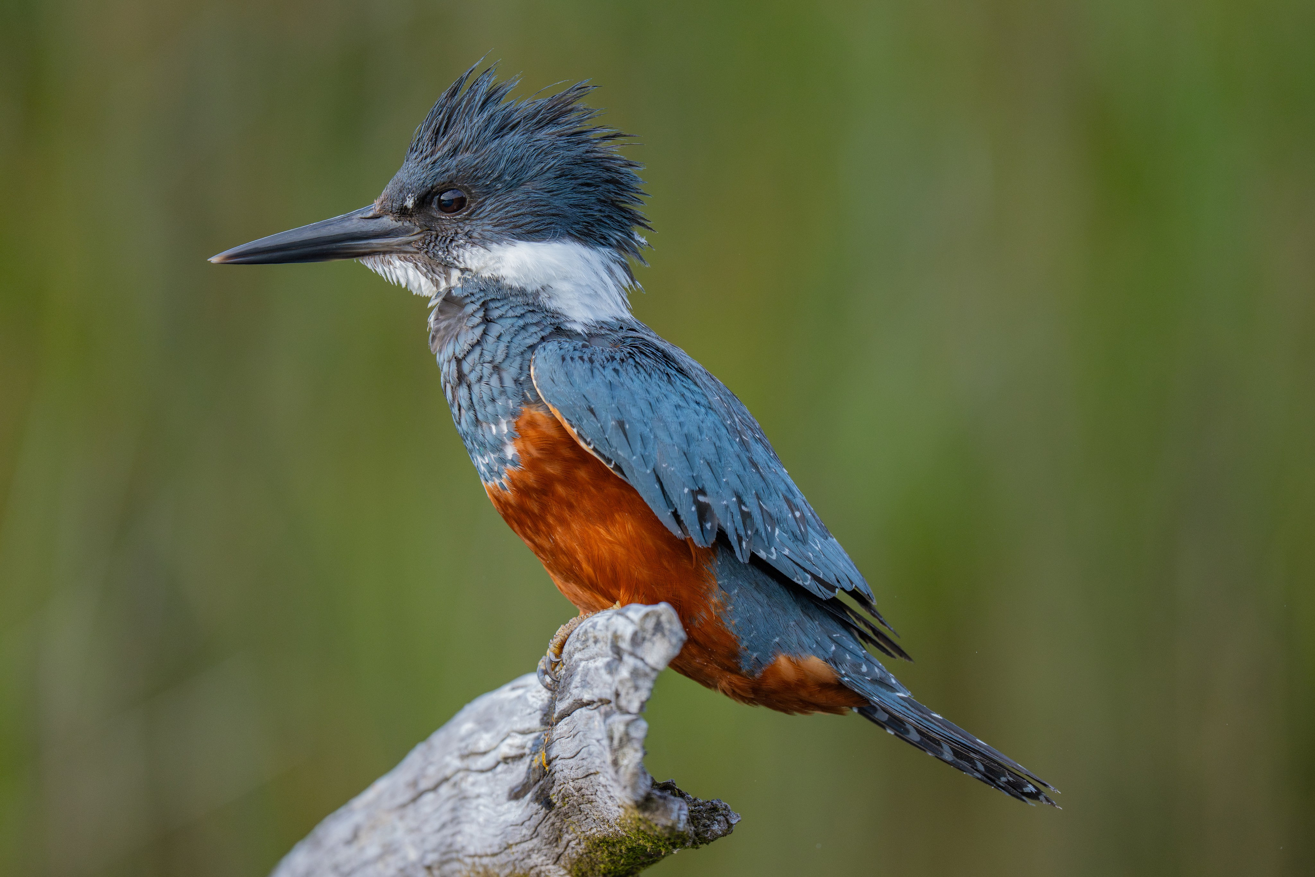 Martín Pescador. Nature photographer Yuri Soria-Galvarro