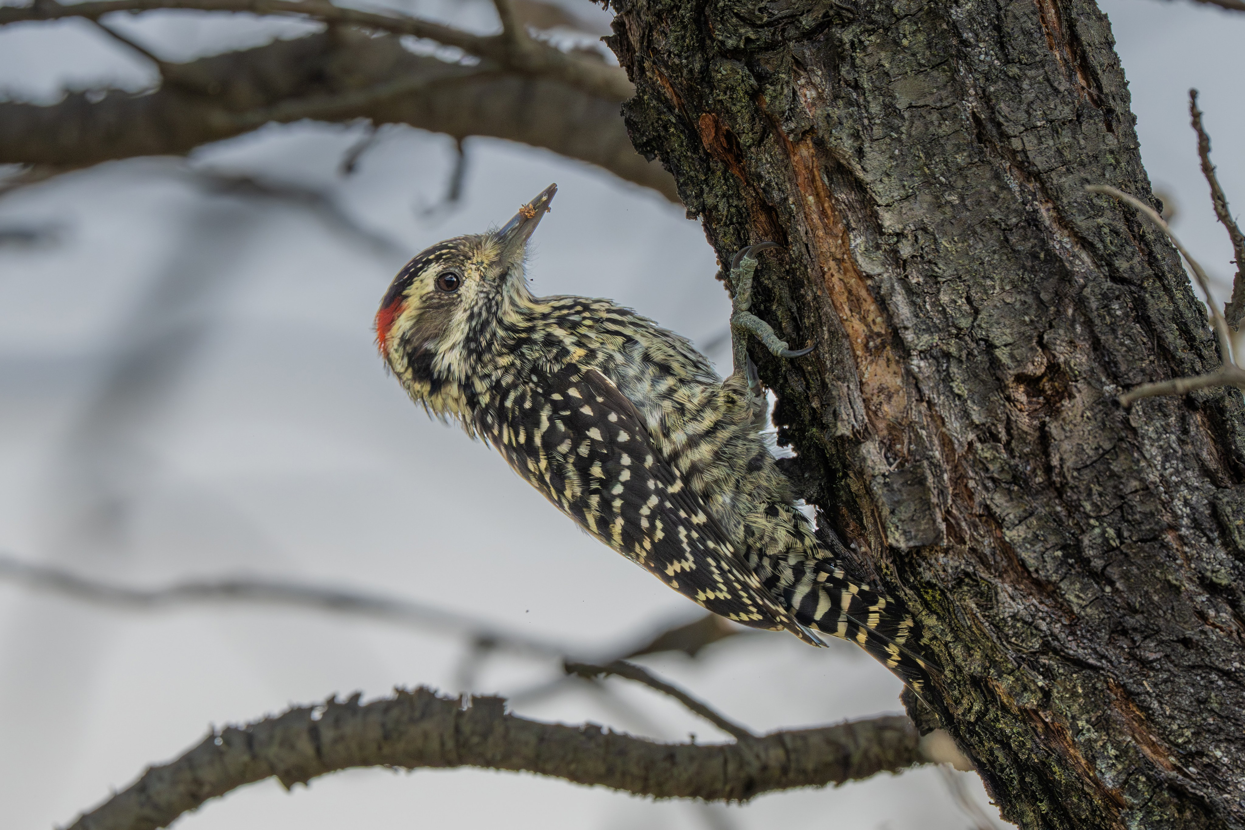 Carpinteros. Nature photographer Yuri Soria-Galvarro