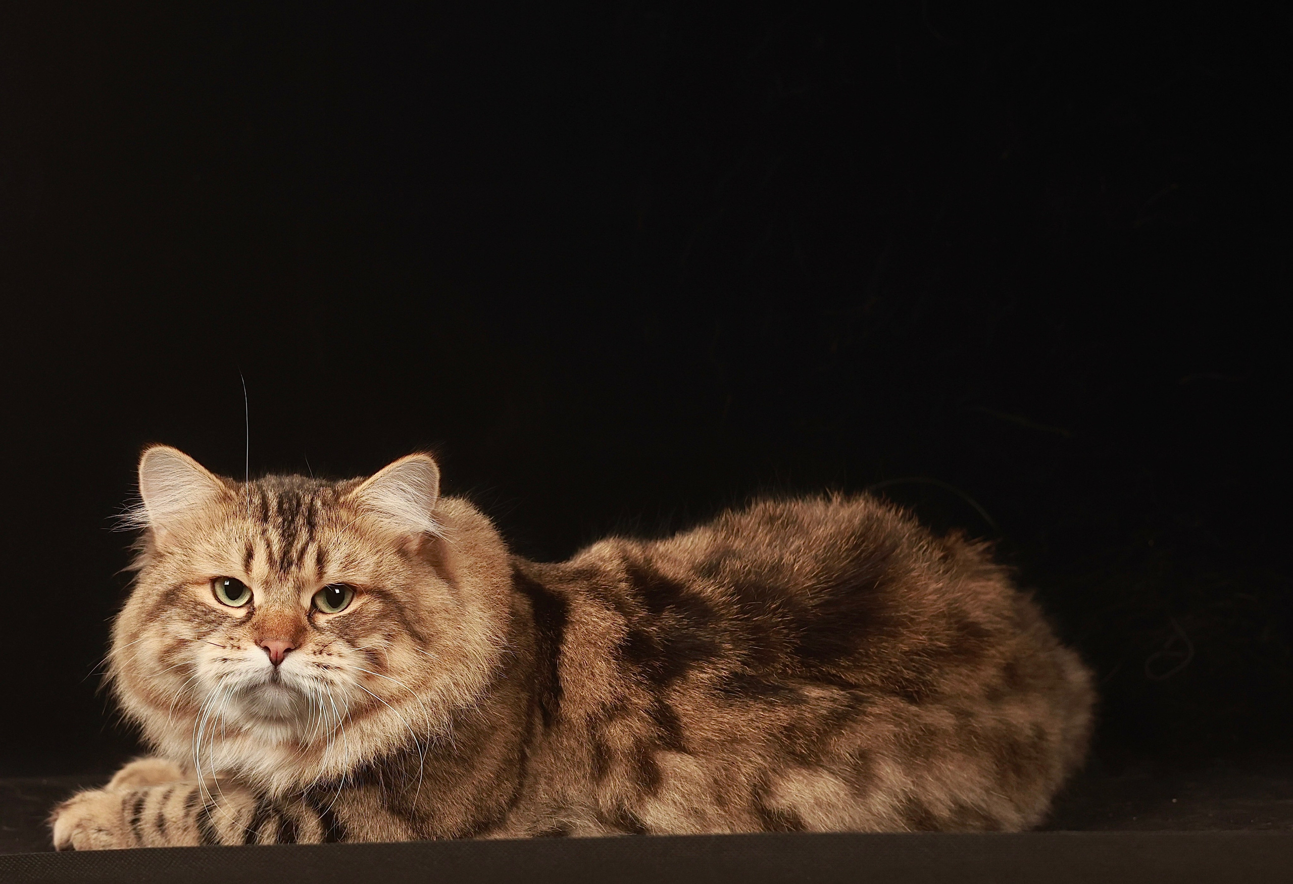 LEMON GREEN SIBERIANS CHUDO