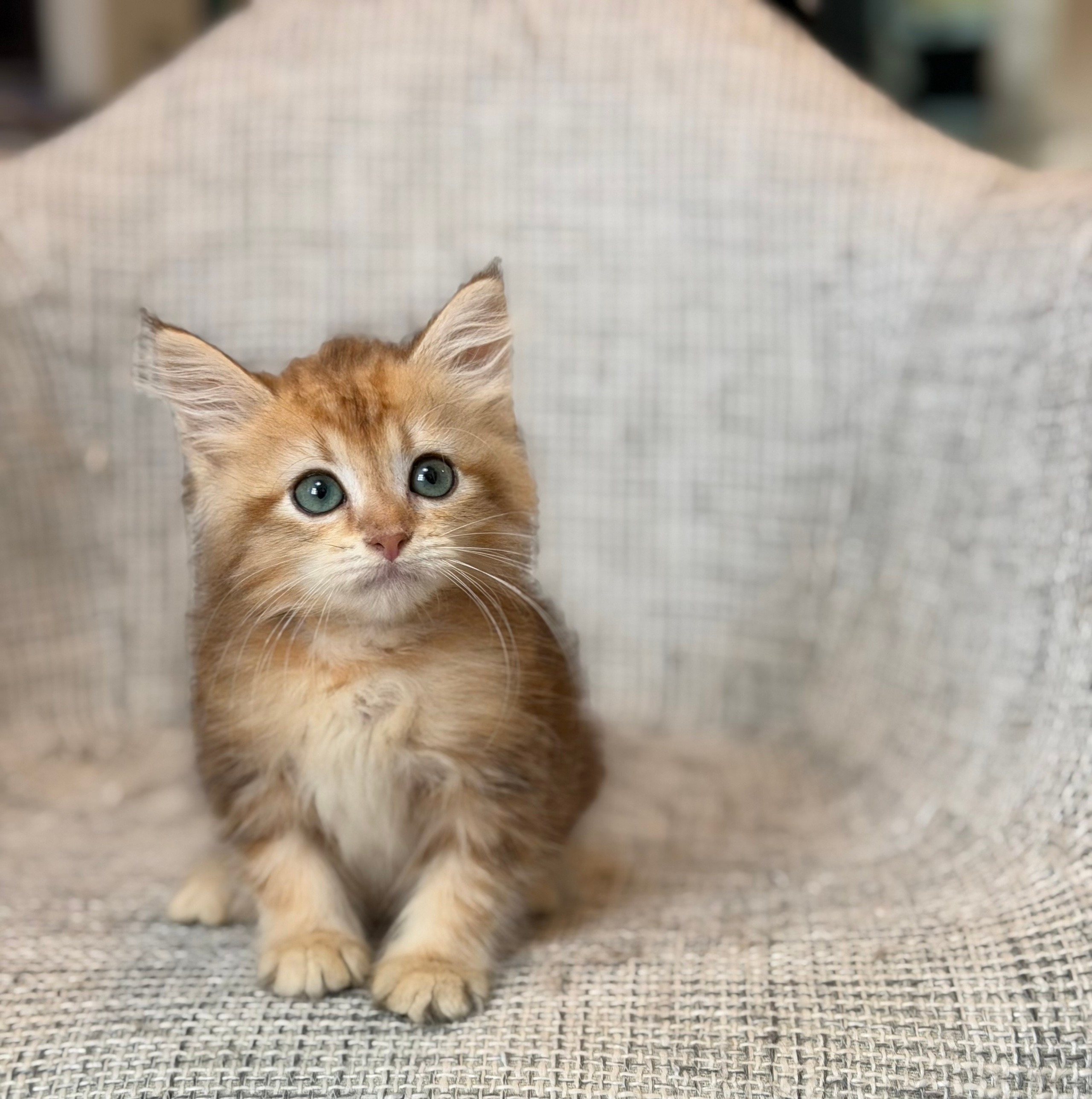 Reserved Freya Golden Tabby Female 