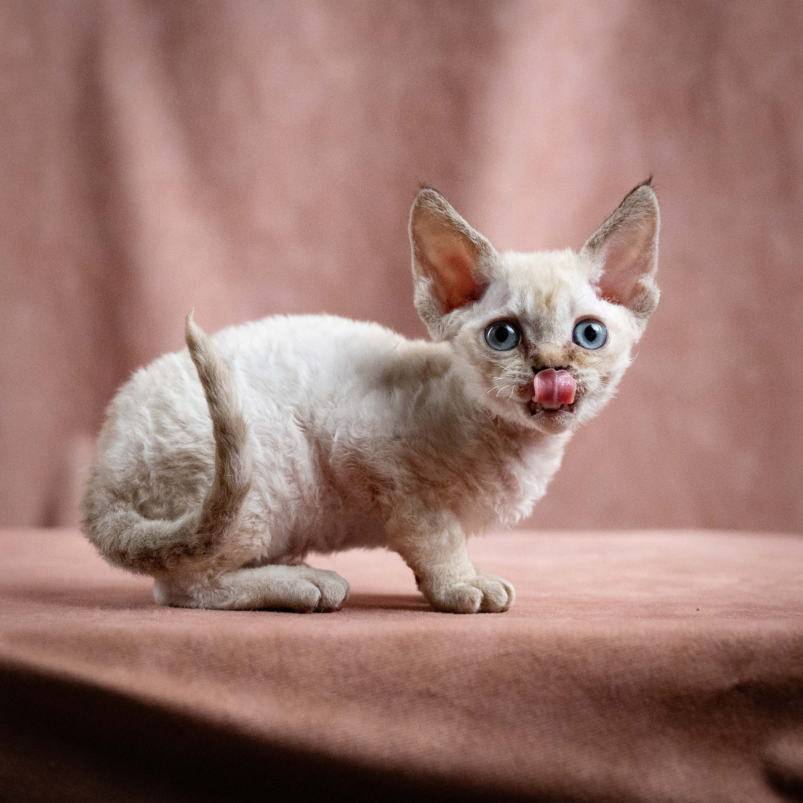 Maya, girl, born 01.15.26. Devon Rex Pixie Cattery
