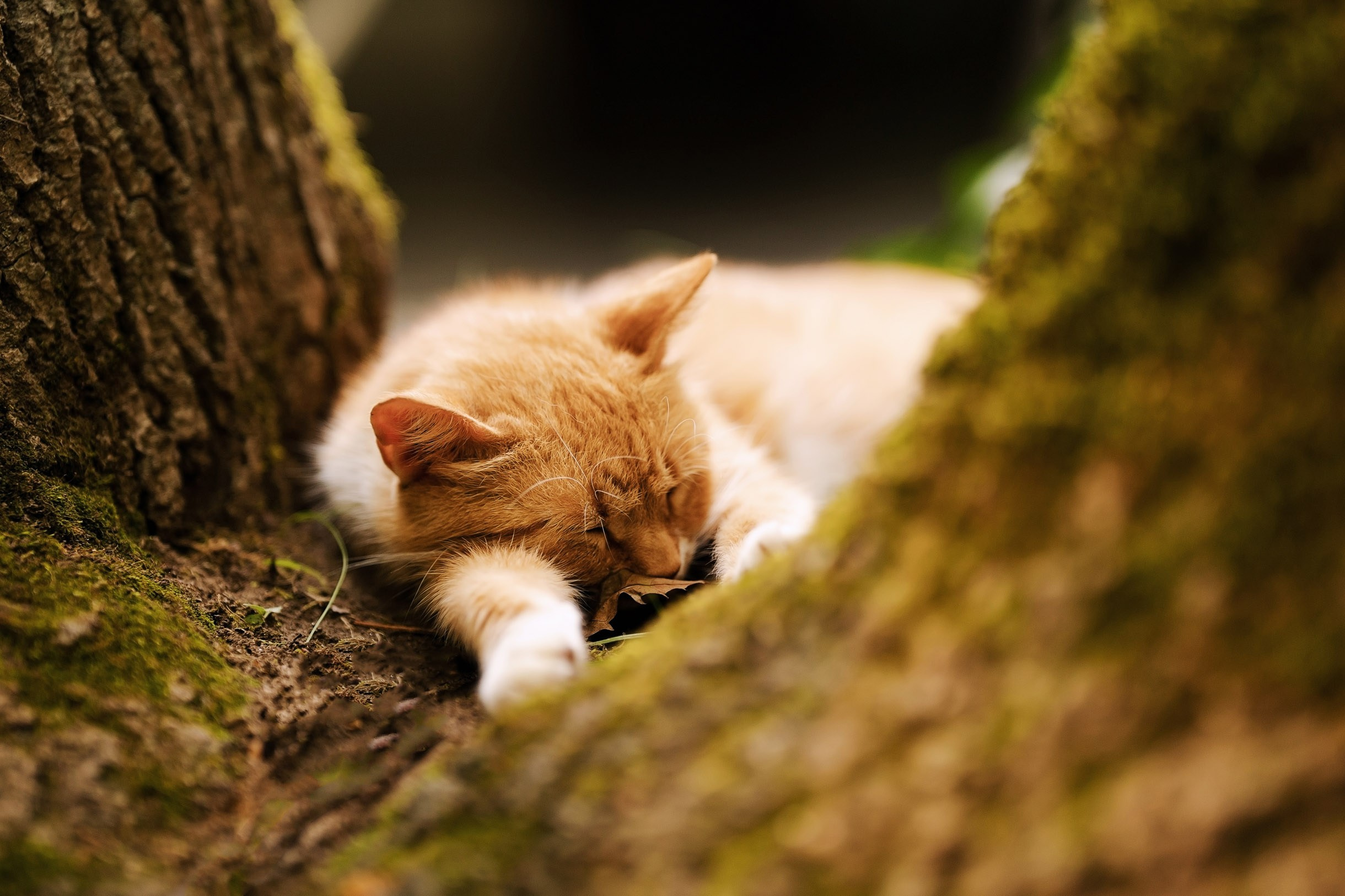 Flavia & Cosmin (partea a II-a). Fotograf evenimente. Fotograf nunta. Fotograf Botez. Mihaela Savu
