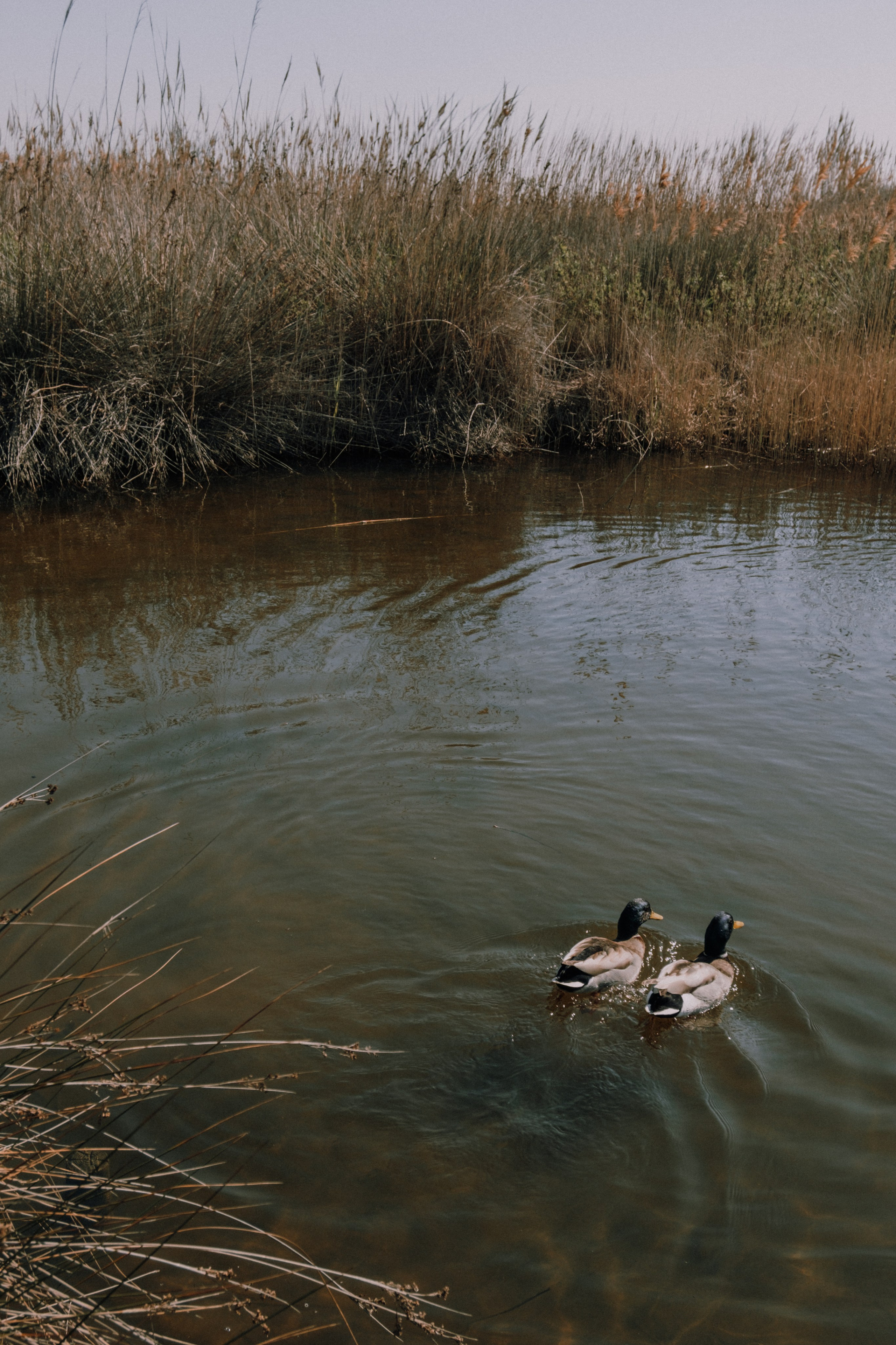 Индивидуальная фотосессия в парке. Профессиональная фотосъемка в Калафелле — Елена Медведева