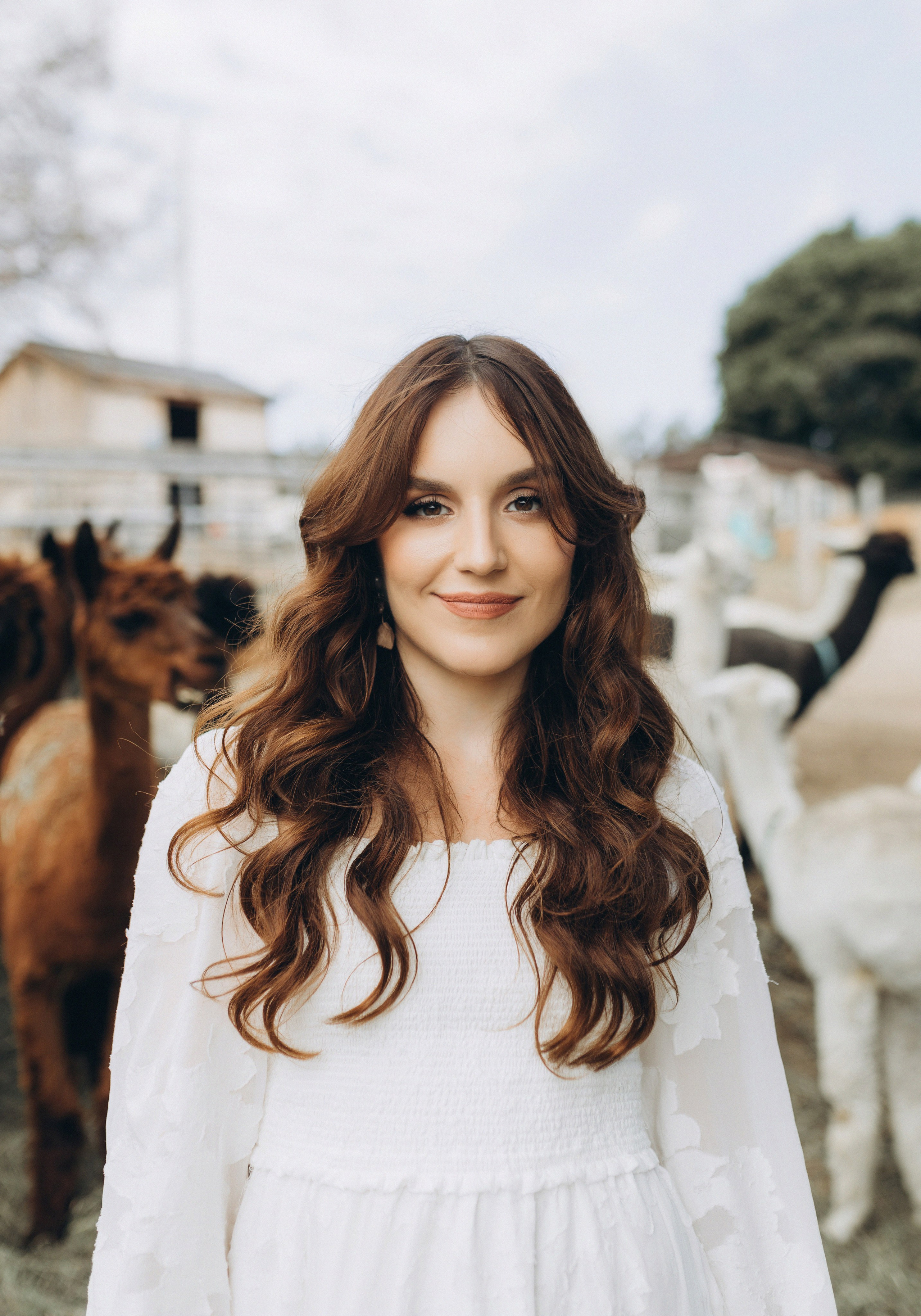 Alpacas Farm. Chernenko.photography