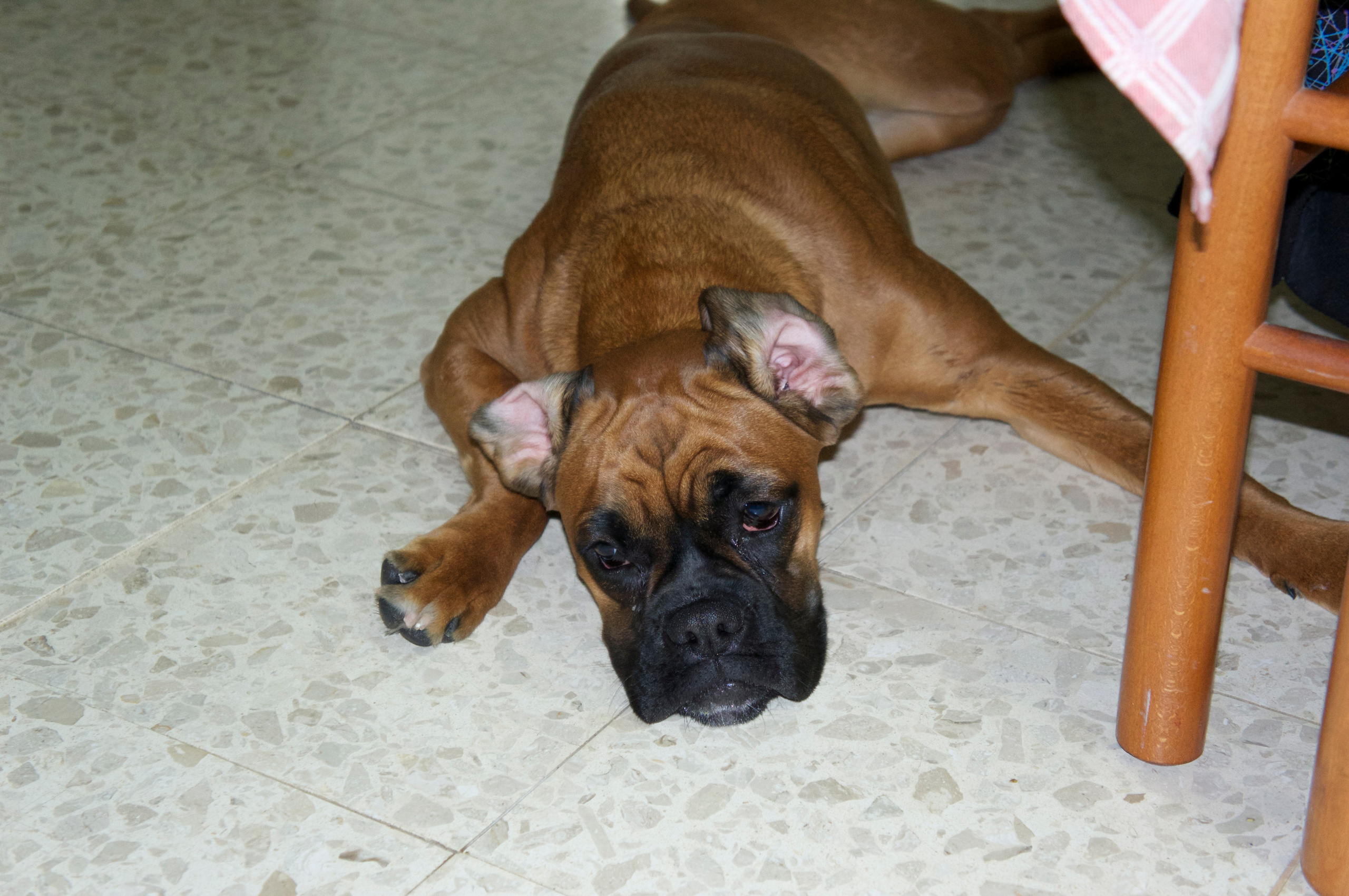 My ״Star״ Boxer Dog