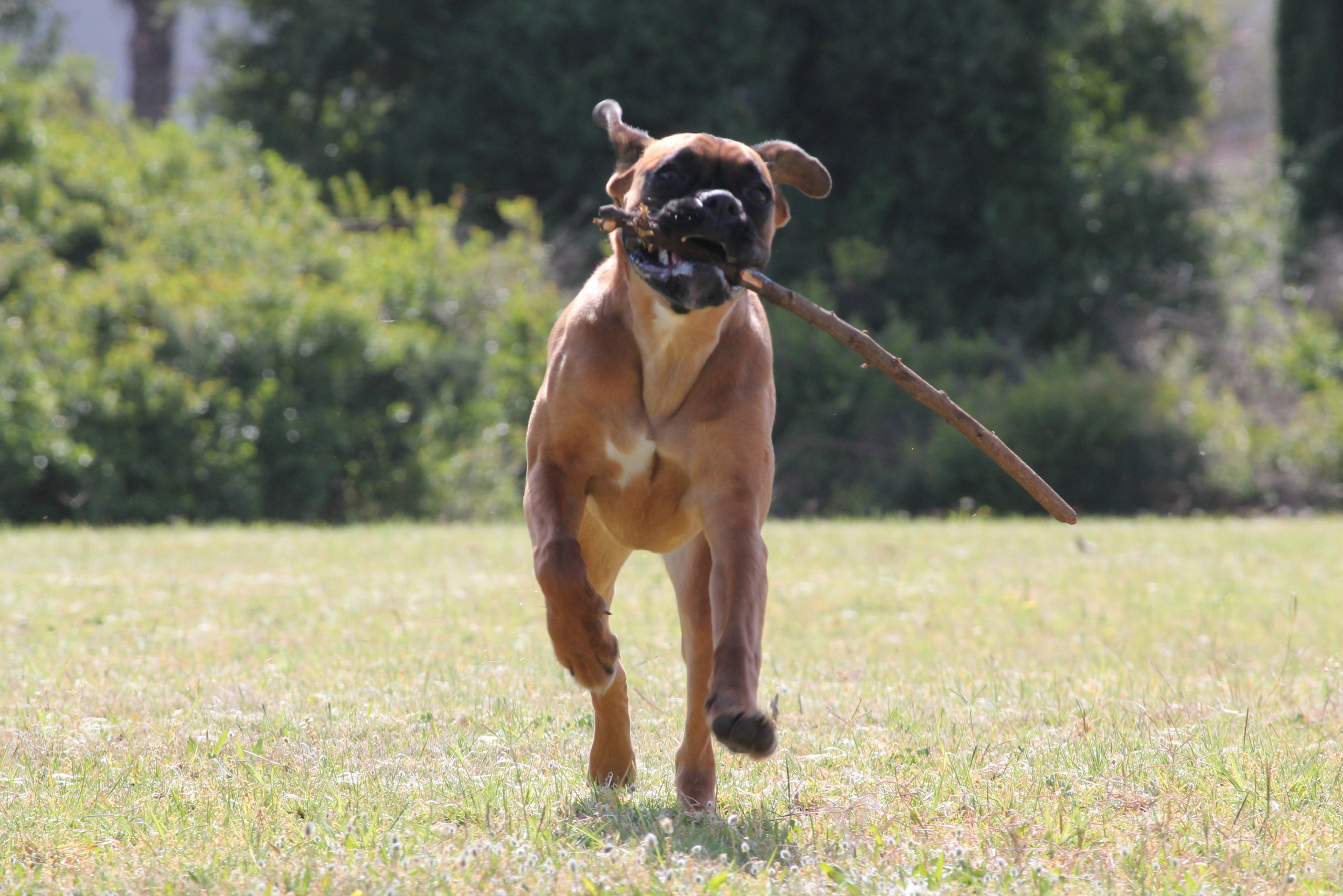 My ״Star״ Boxer Dog