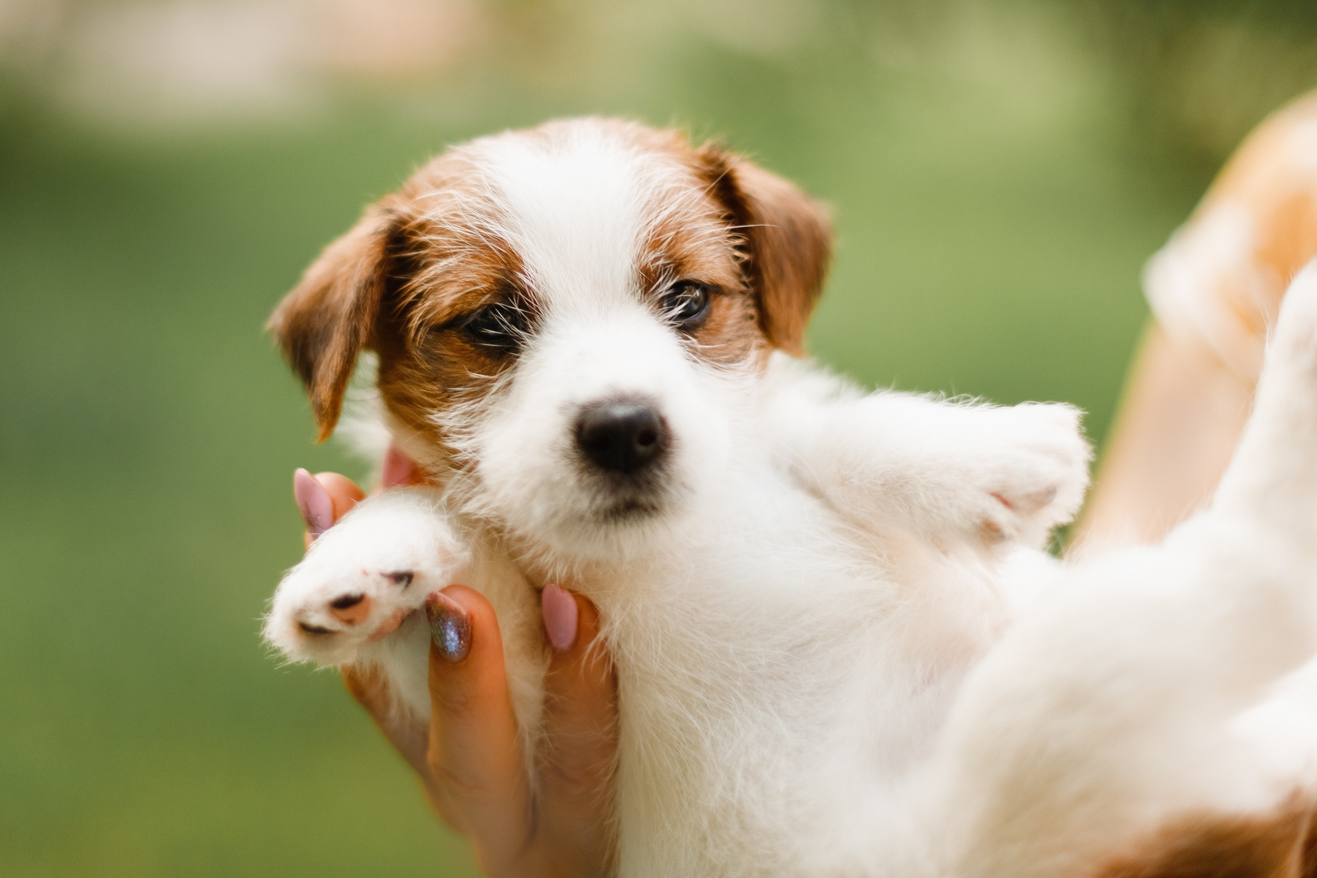 Jack russel puppies. Kaja | fotograf we Wrocławiu | ludzie i psy