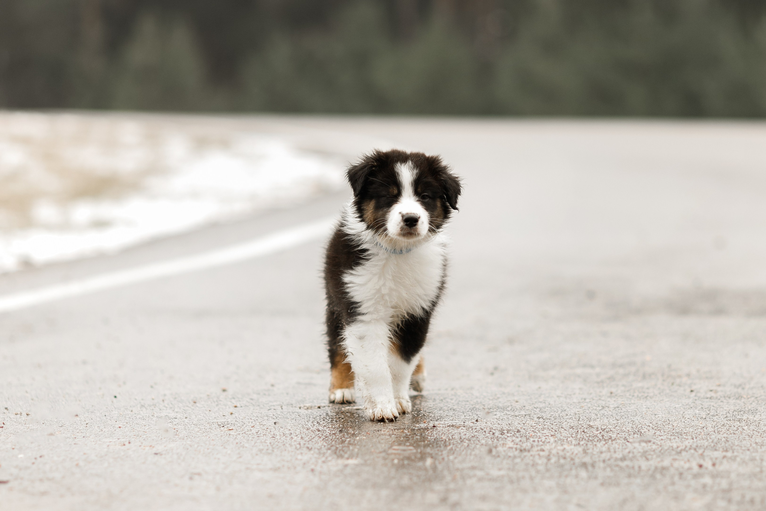 Pack of aussie puppies. Kaja | fotograf psów we Wrocławiu