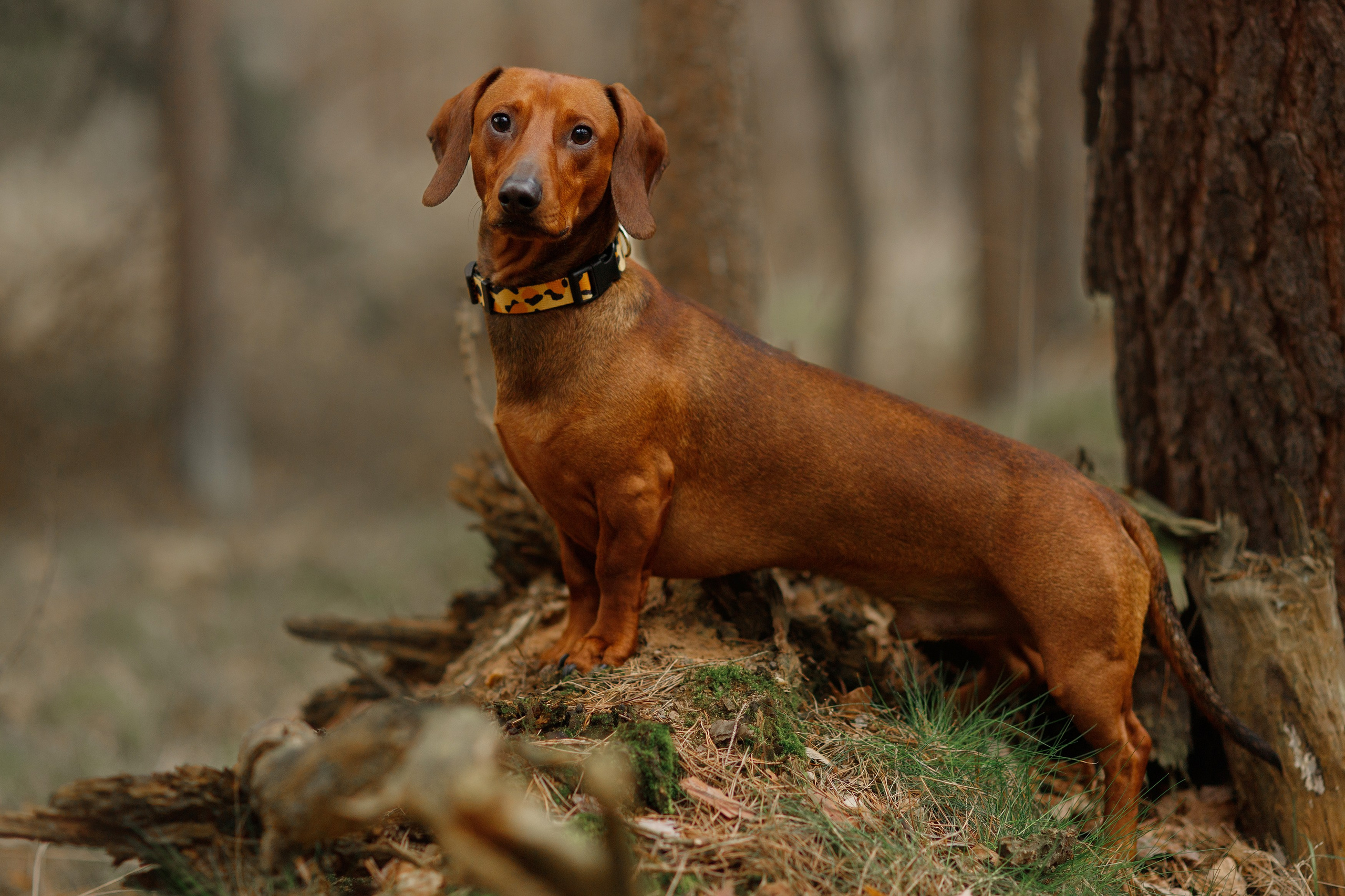 Ania, Franek & Vincent. Kaja | fotograf psów we Wrocławiu