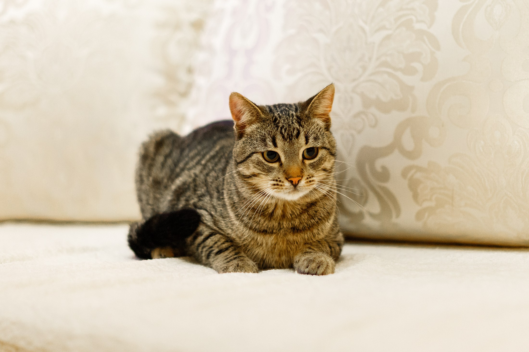 Cats for adoption. Kaja | fotograf we Wrocławiu | ludzie i psy