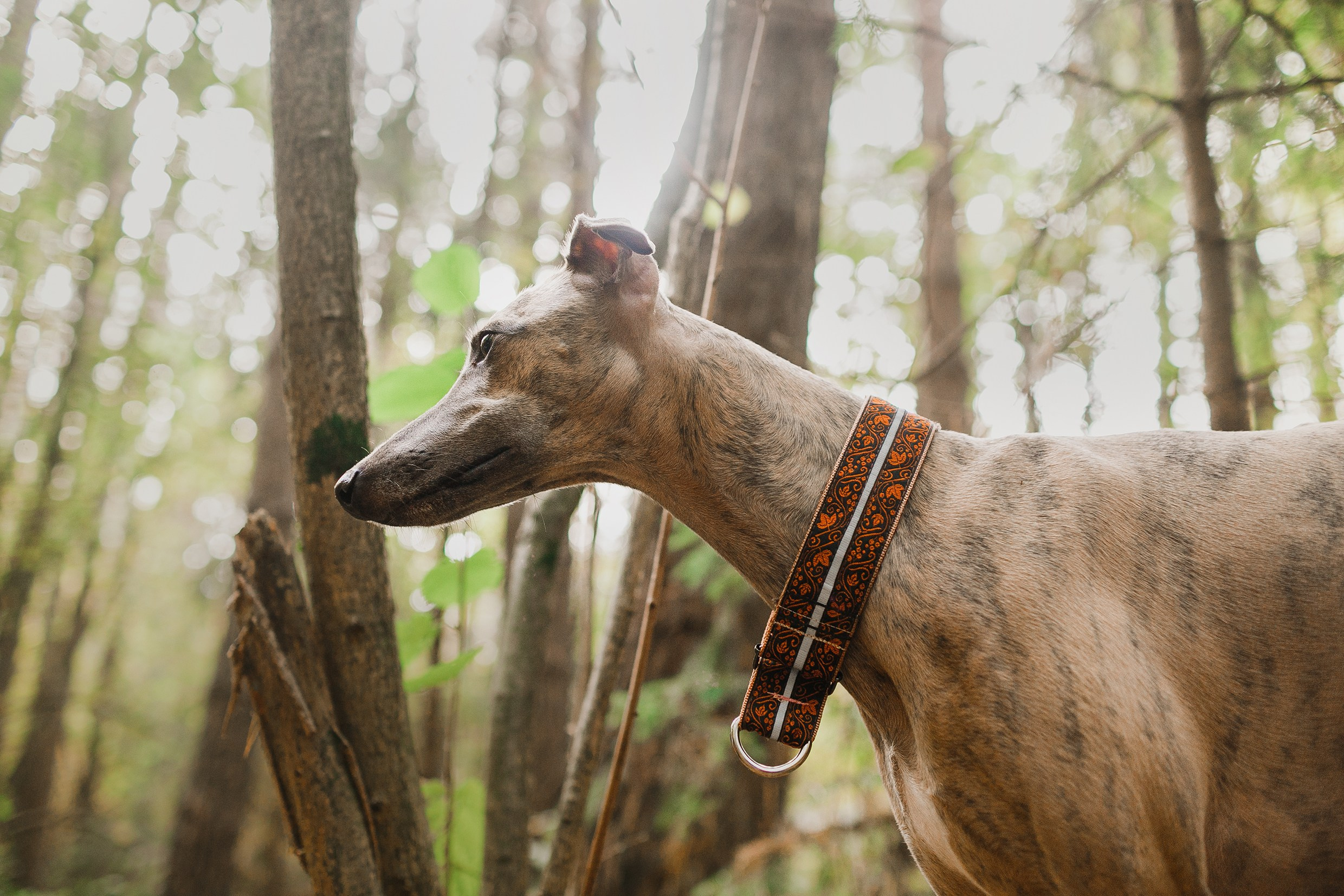 «Kasmach» dogs ammunition. Kaja | fotograf we Wrocławiu | ludzie i psy