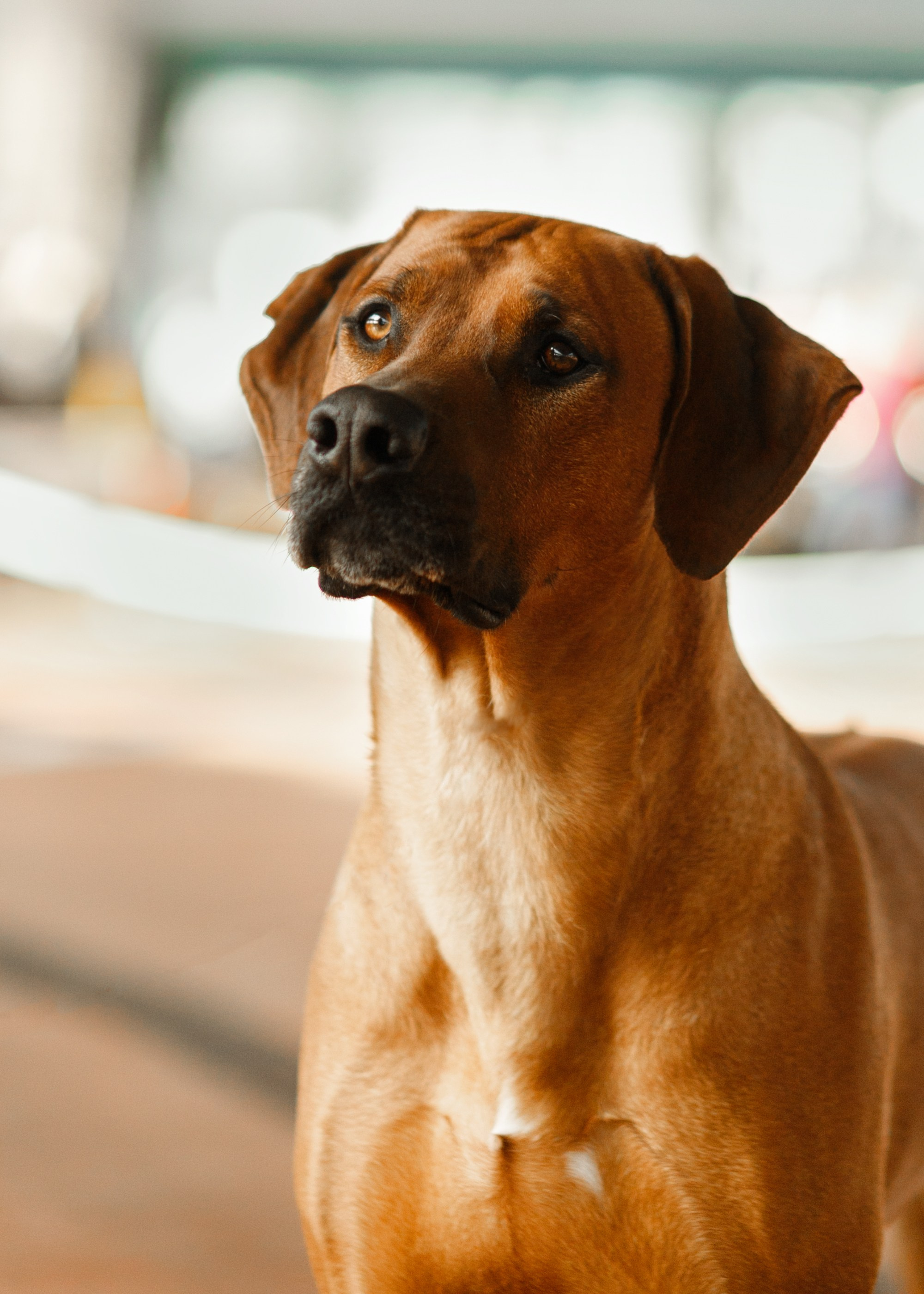 Dog shows | the best ones. Kaja | fotograf psów we Wrocławiu