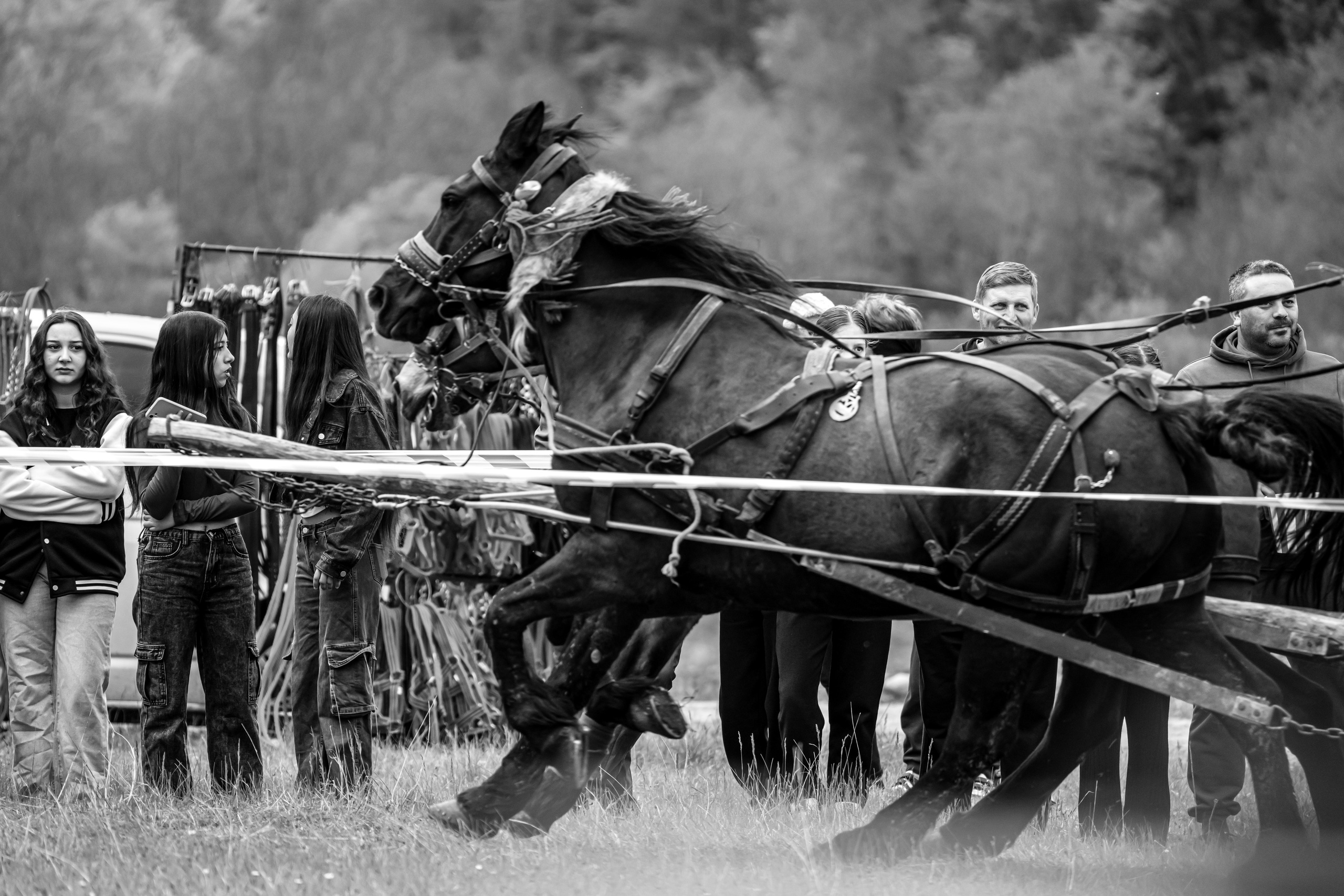 Concurs Ecvestru Vărbilău ediția a 4-a. Mihai Alexandra Events