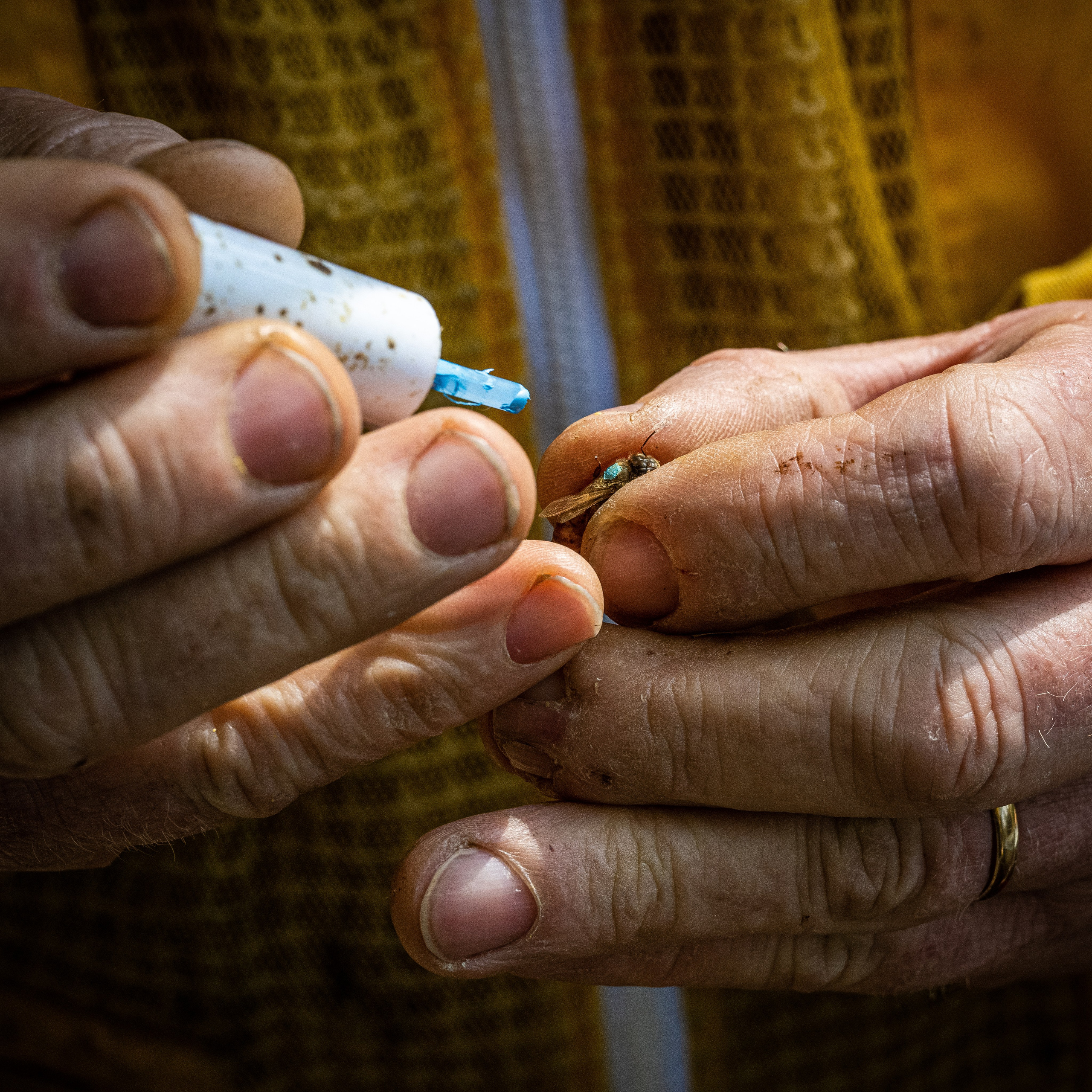 Apicultura Bergadano. “Gianmaria Coscia fotografo per passione”