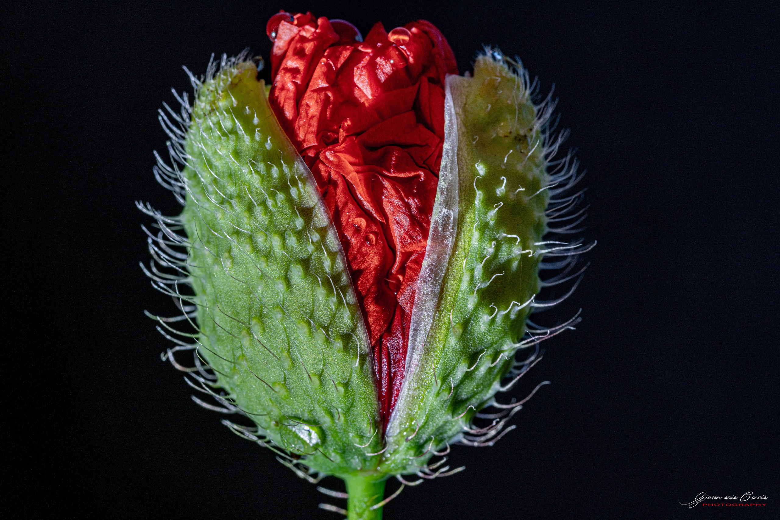 Fiori. “Gianmaria Coscia fotografo per passione”