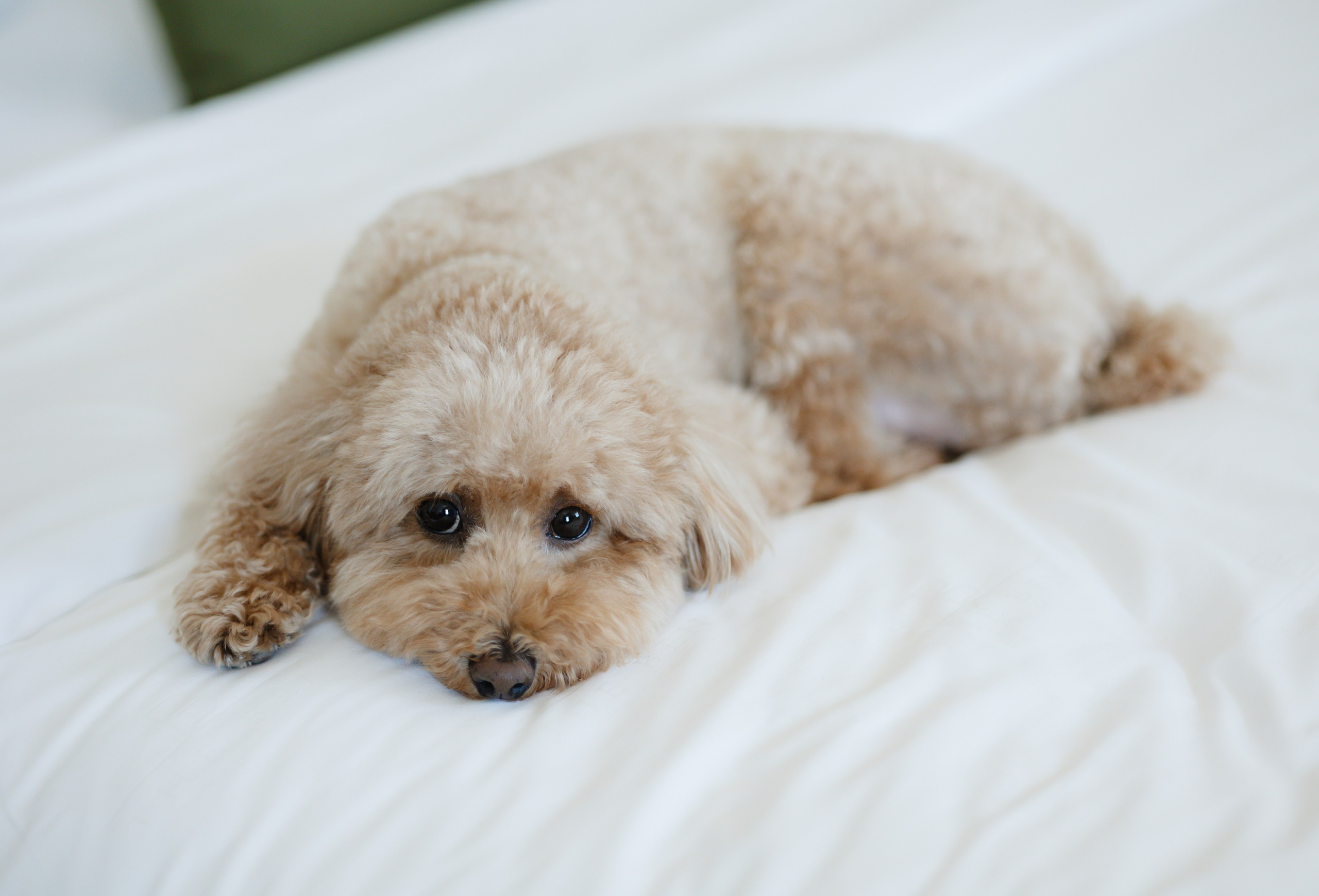 HAYLEY & JULIAN’S WEDDING DAY. YES I DO PRODUCTION — Wedding photography&videography