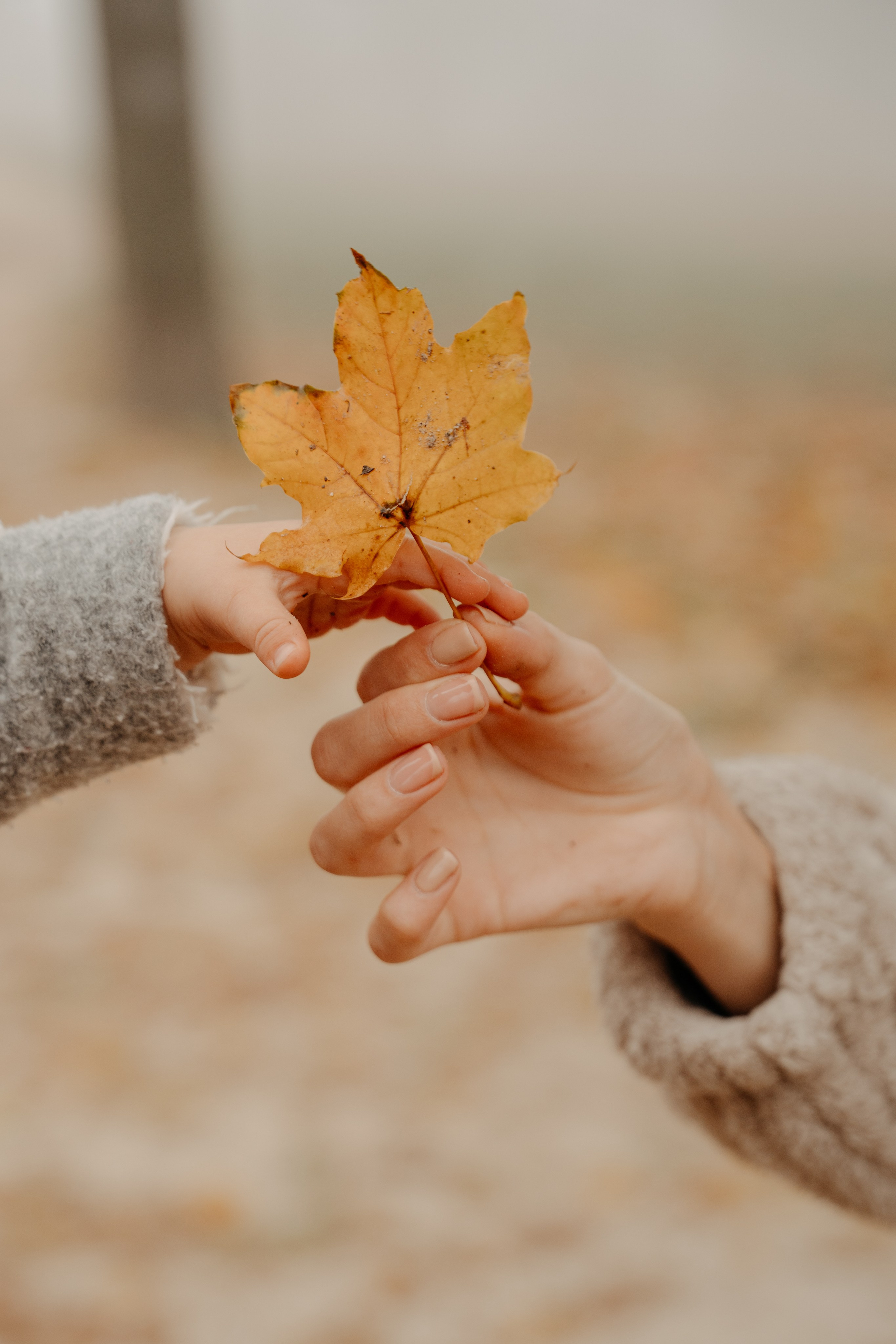 Bendegúz a ködös Normafán. Csilla visuals