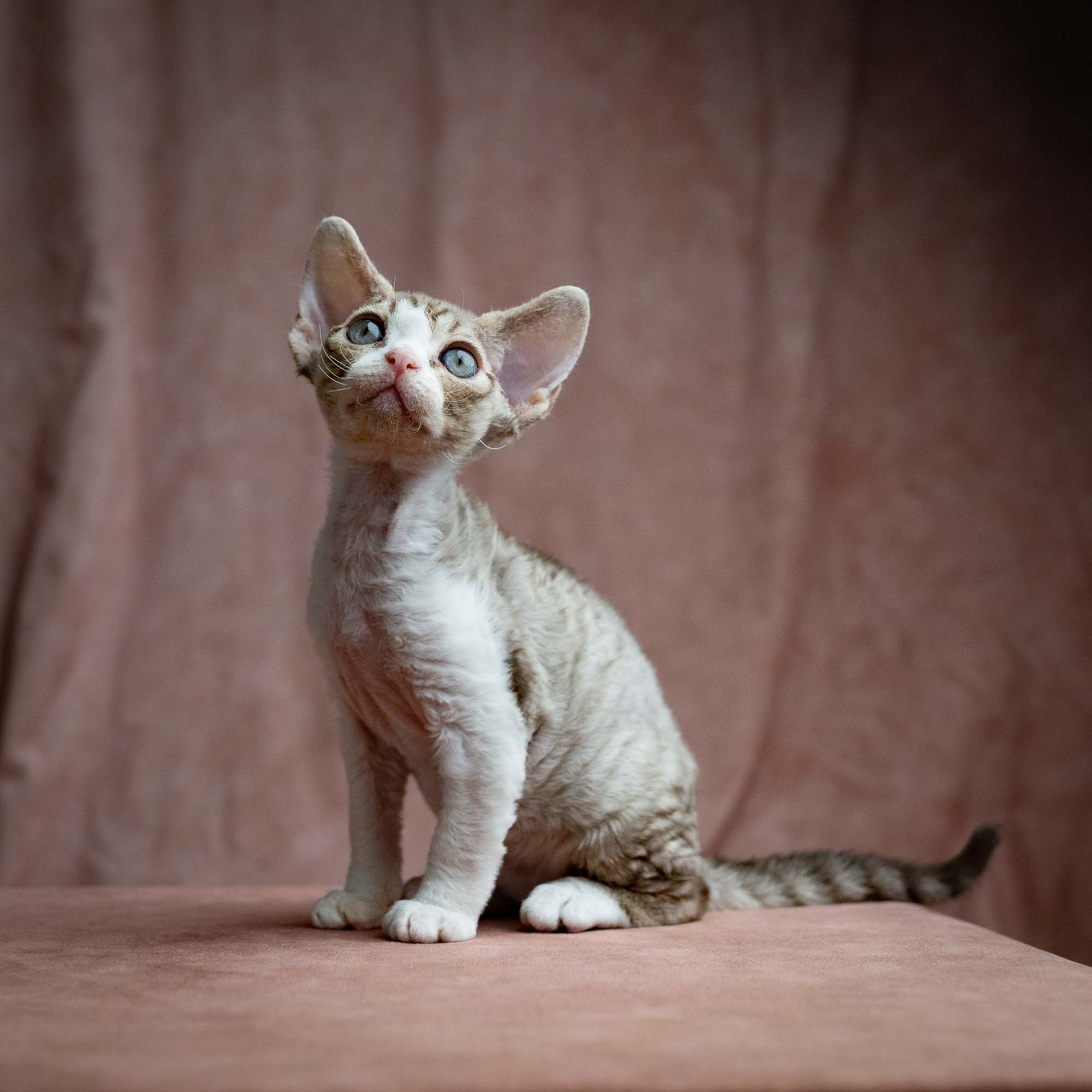 Sebastian, boy, born 05.15.26. Devon Rex Pixie Cattery