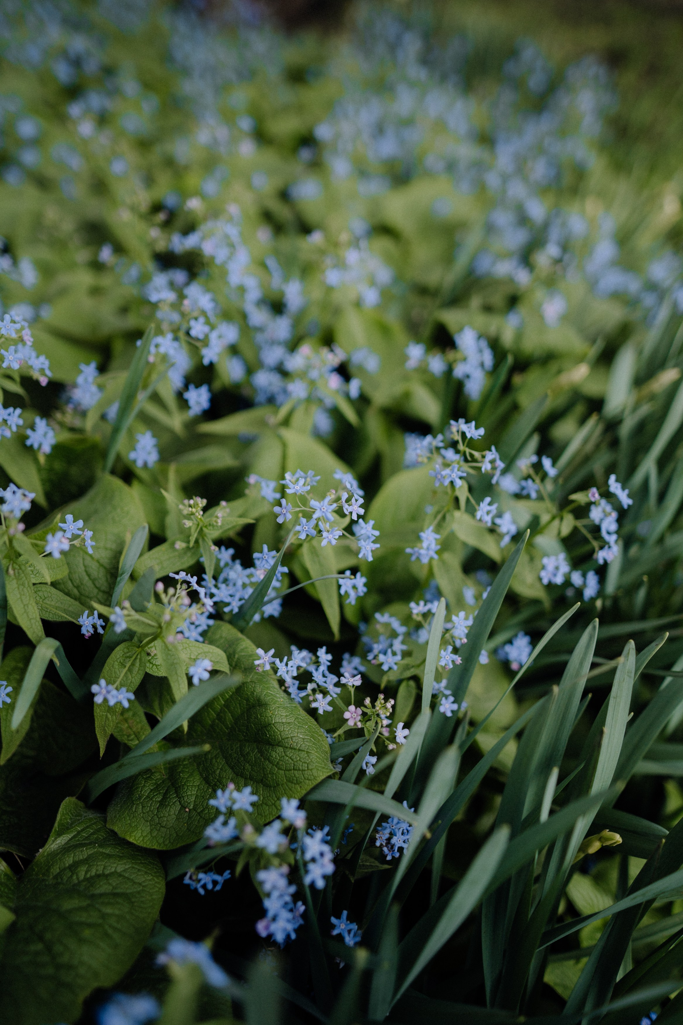 Nature. Фотограф в Праге Анна Лебедева