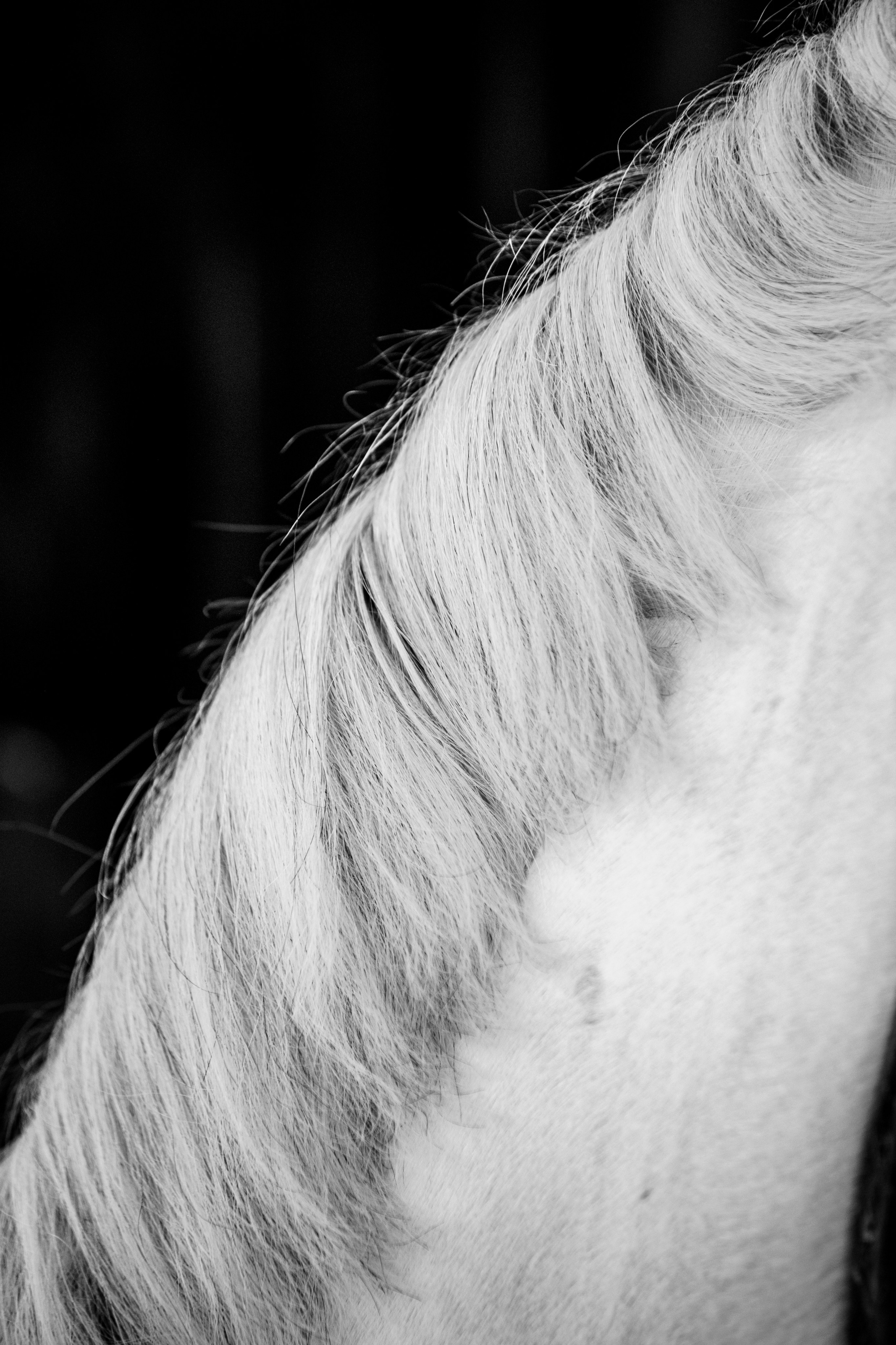 HORSES. Anastasiia Antoniuk portrait, family and couple photographer, Portugal