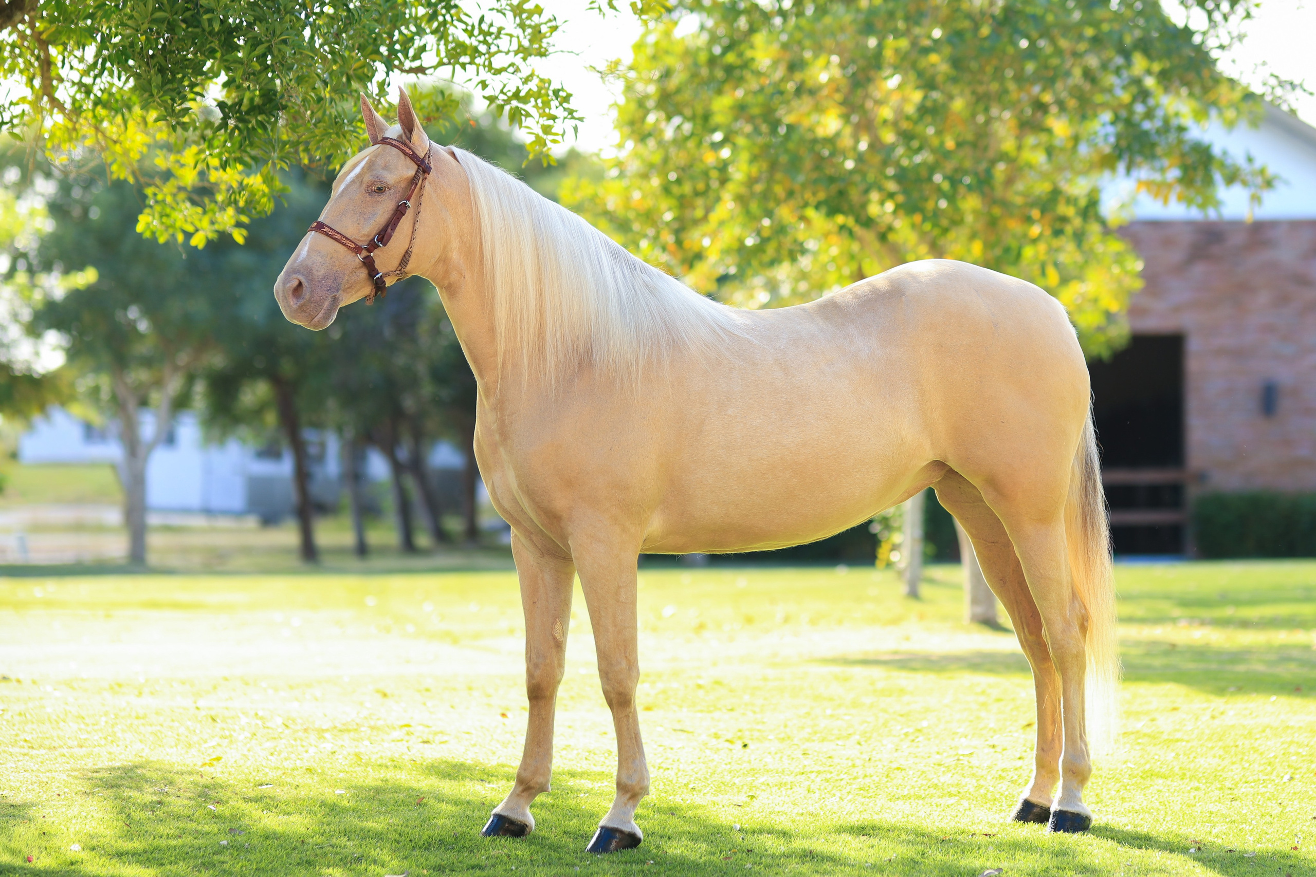 Criadero AC - Documental. VisualAvalon