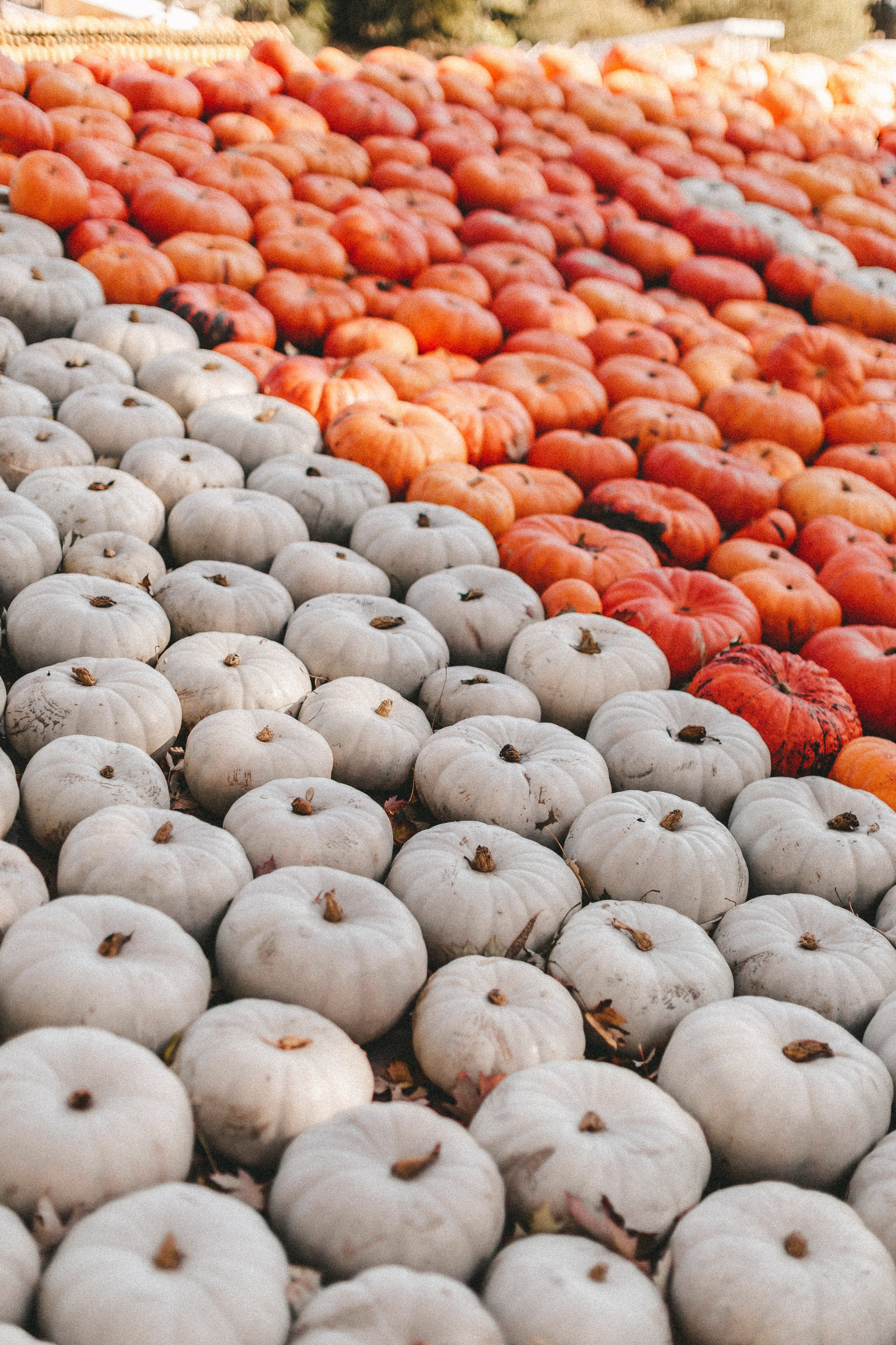 Фестиваль тыкв в Людвигсбурге. Фотограф в Германии — Мария Чистякова