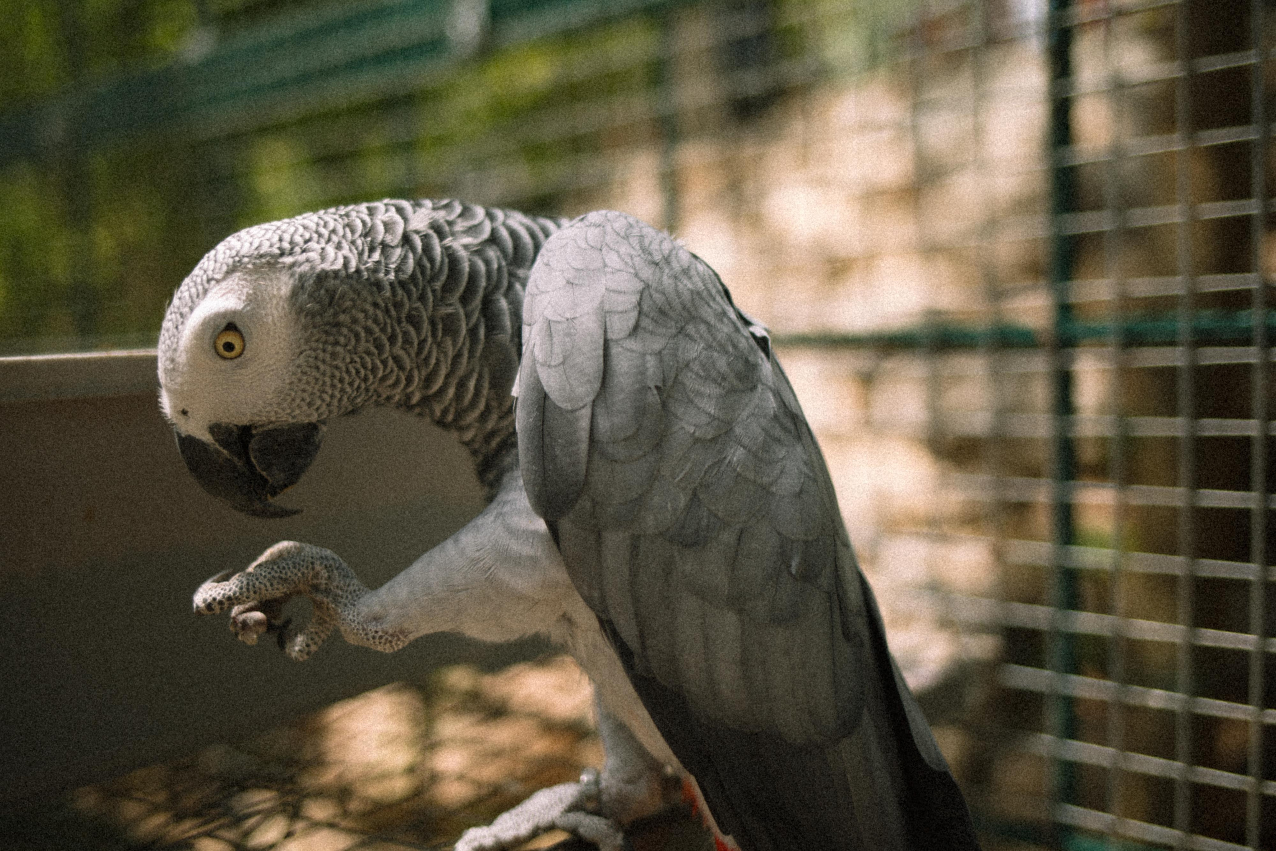 BIRDS. Marina Kálcheva – Photographer & Visual Artist in Barcelona
