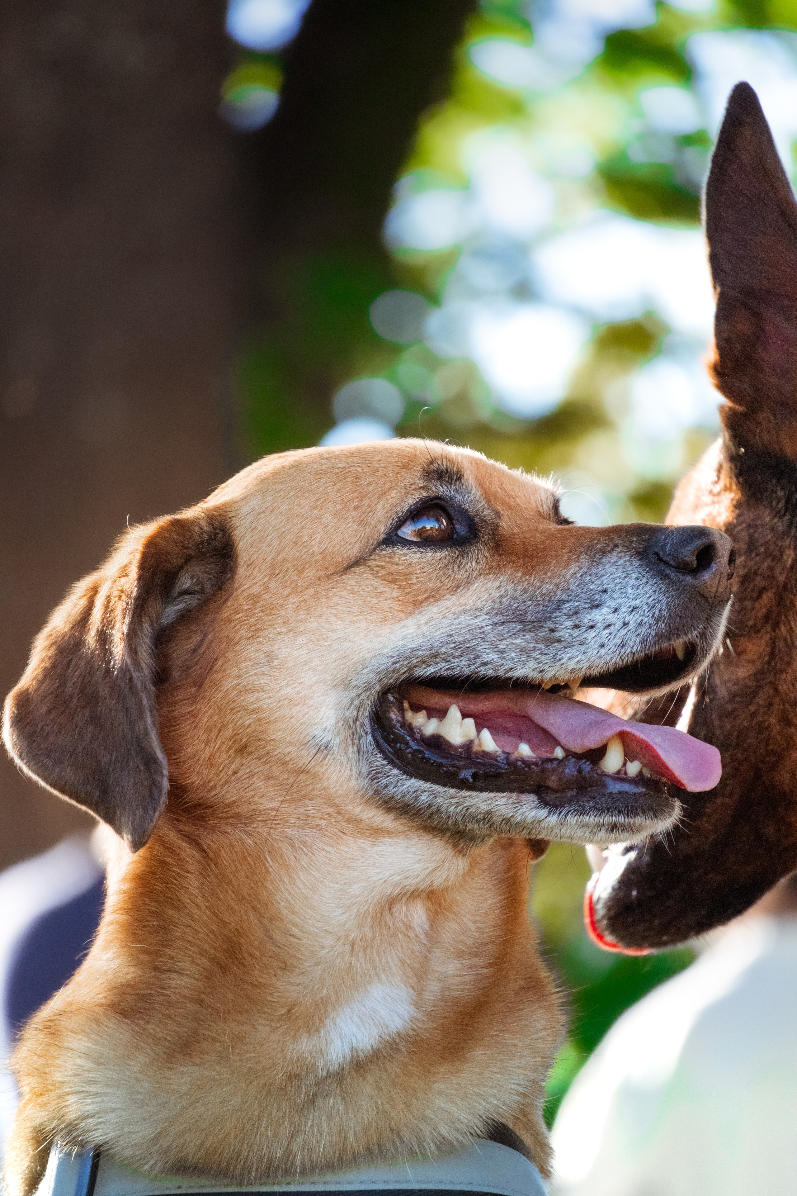 Dupla Canina ao Ar Livre. Fotógrafo espontâneo de eventos DGallery