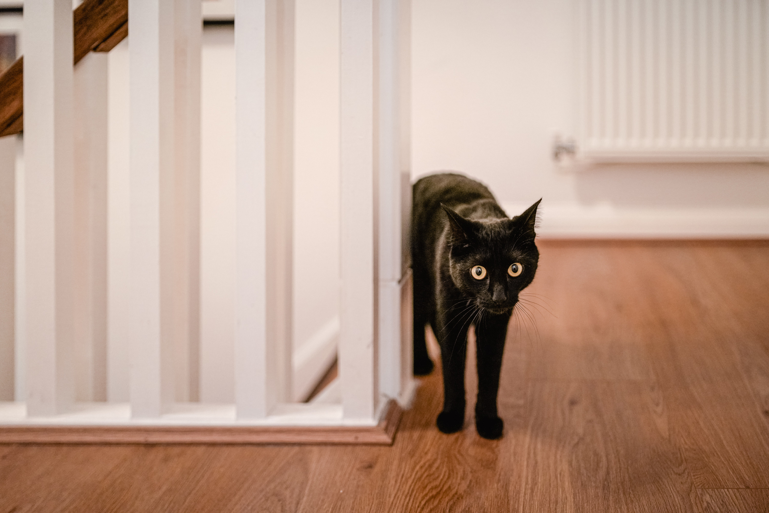 SEPTEMBER SUNDAY. Professionelle Gartenplanung und Fotografiedienstleistungen in London