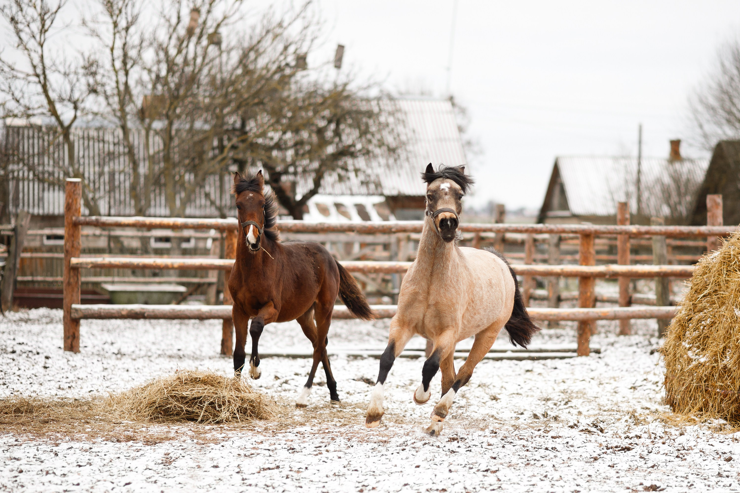 Winter stable. Kaja | fotograf psów we Wrocławiu