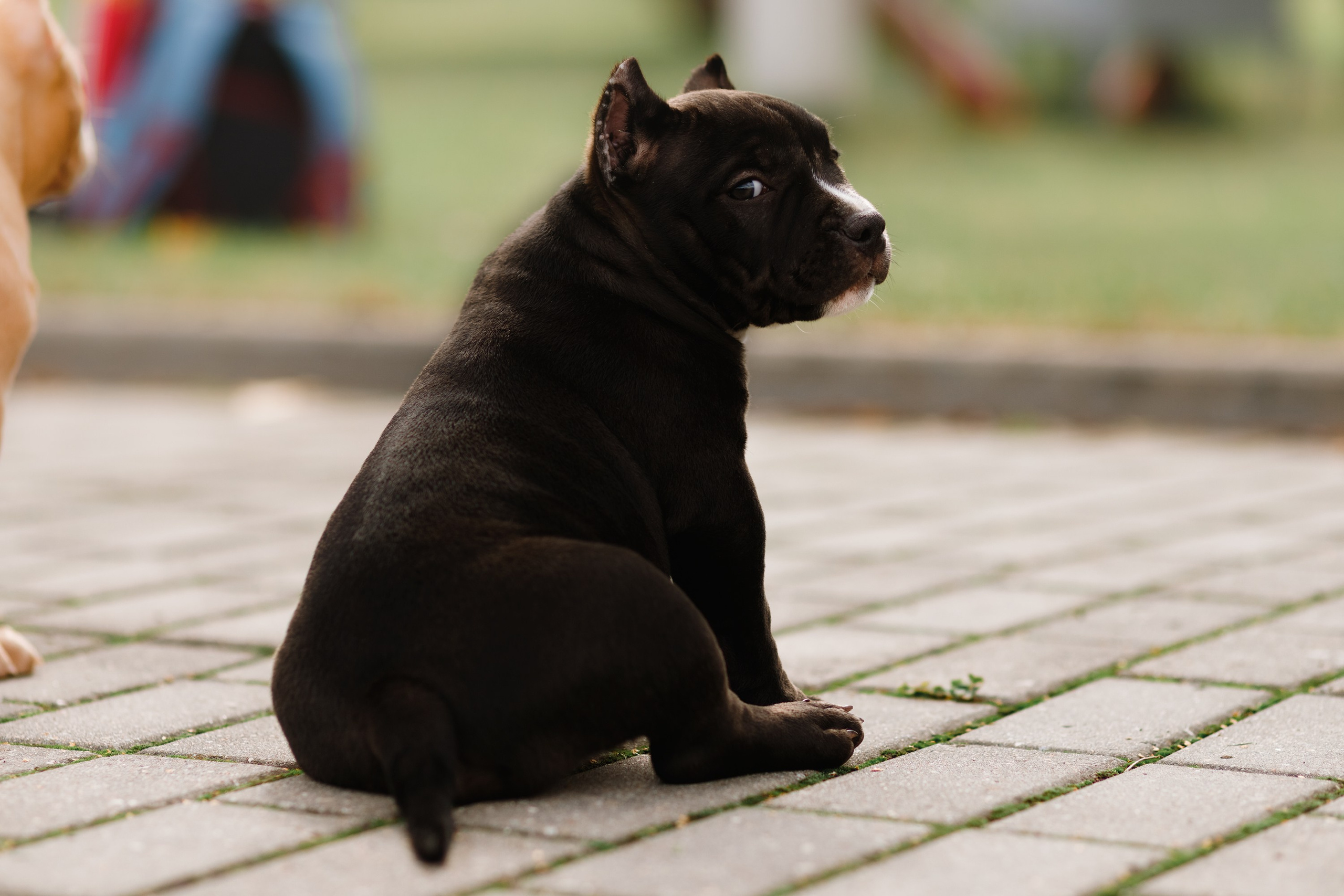 Bullie puppies. Kaja | fotograf we Wrocławiu | ludzie i psy