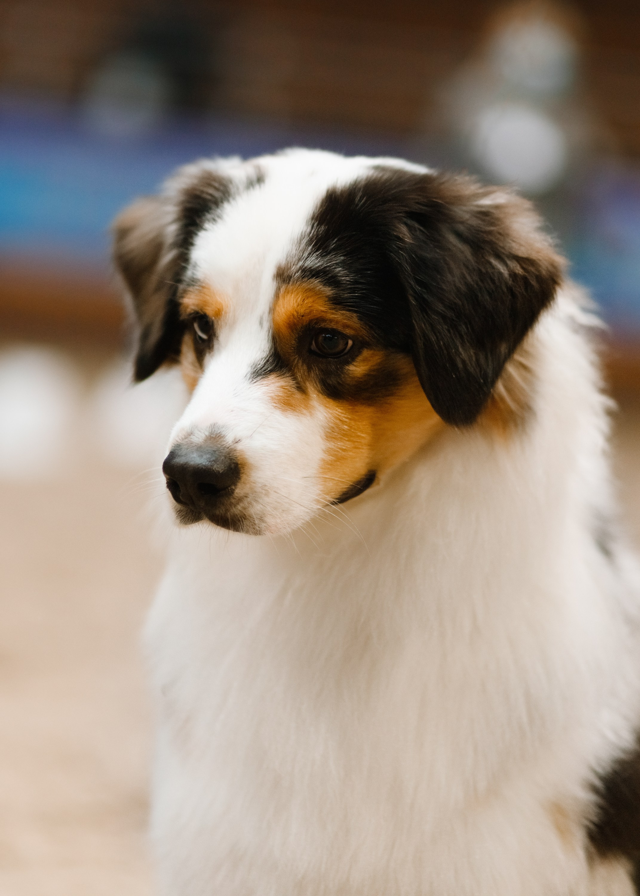 Dog shows | the best ones. Kaja | fotograf psów we Wrocławiu