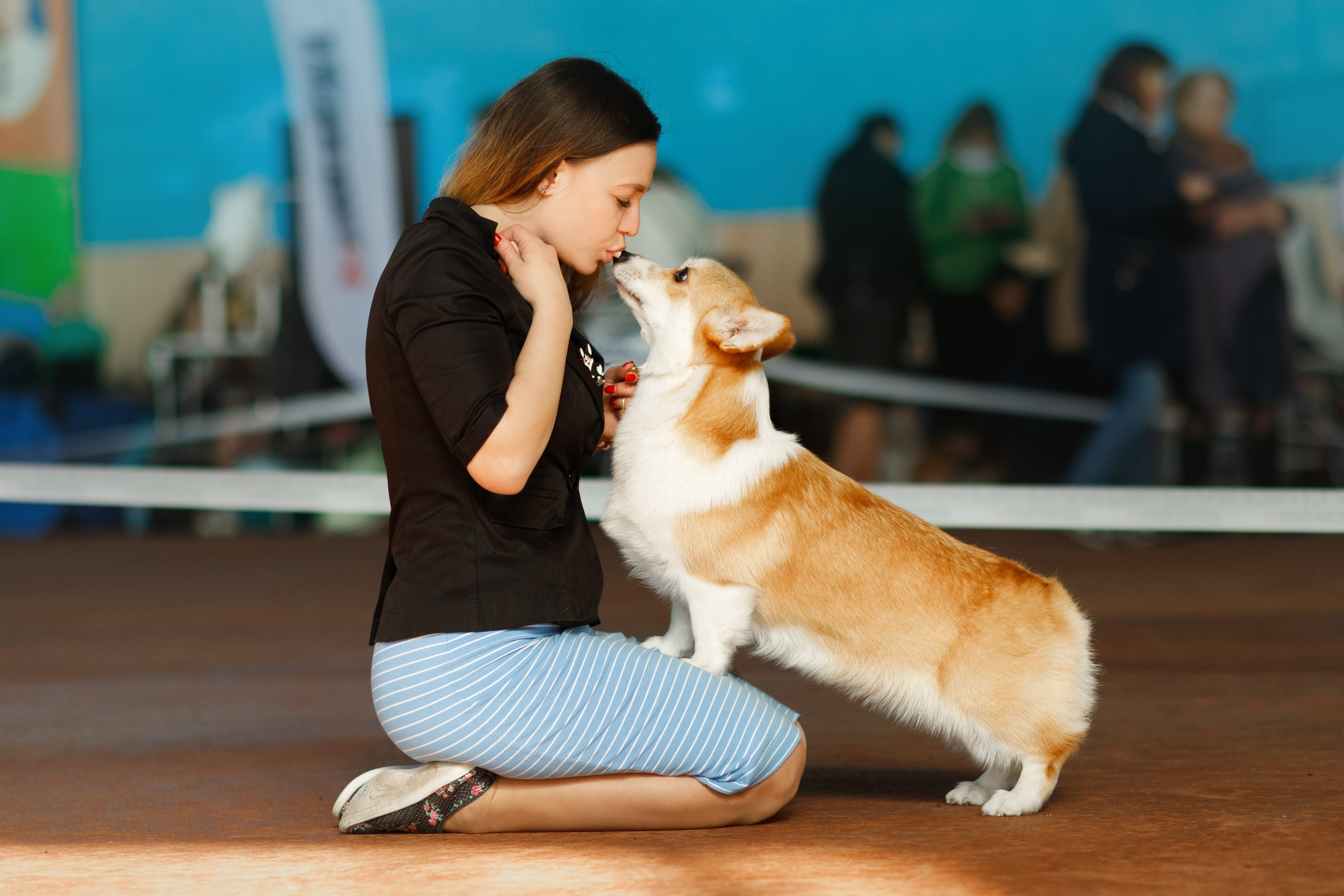 Dog shows | the best ones. Kaja | fotograf psów we Wrocławiu
