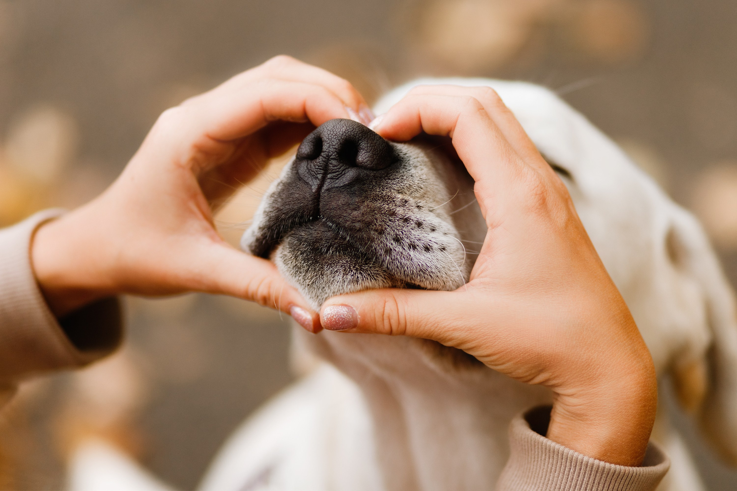 Tatiana & Tessa. Kaja | fotograf we Wrocławiu | ludzie i psy