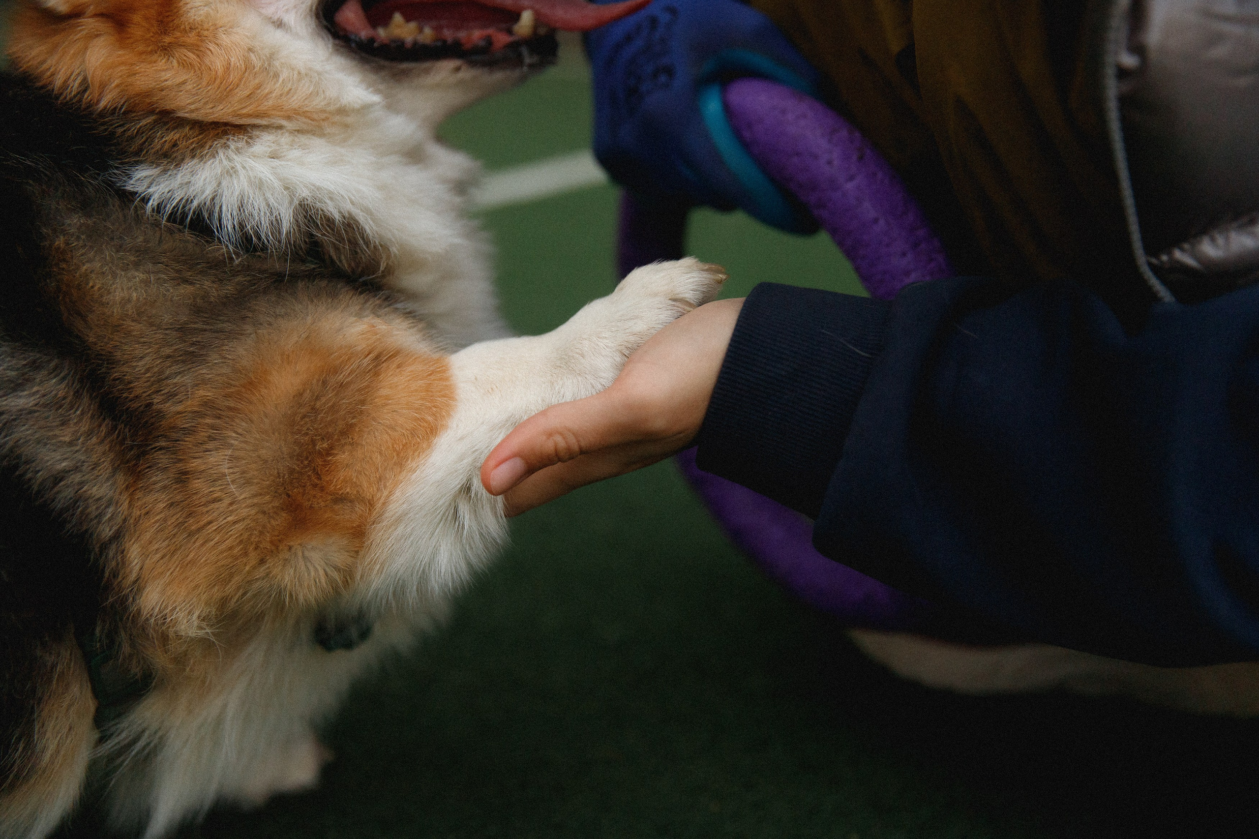 Sasha & Leonid. Kaja | fotograf psów we Wrocławiu