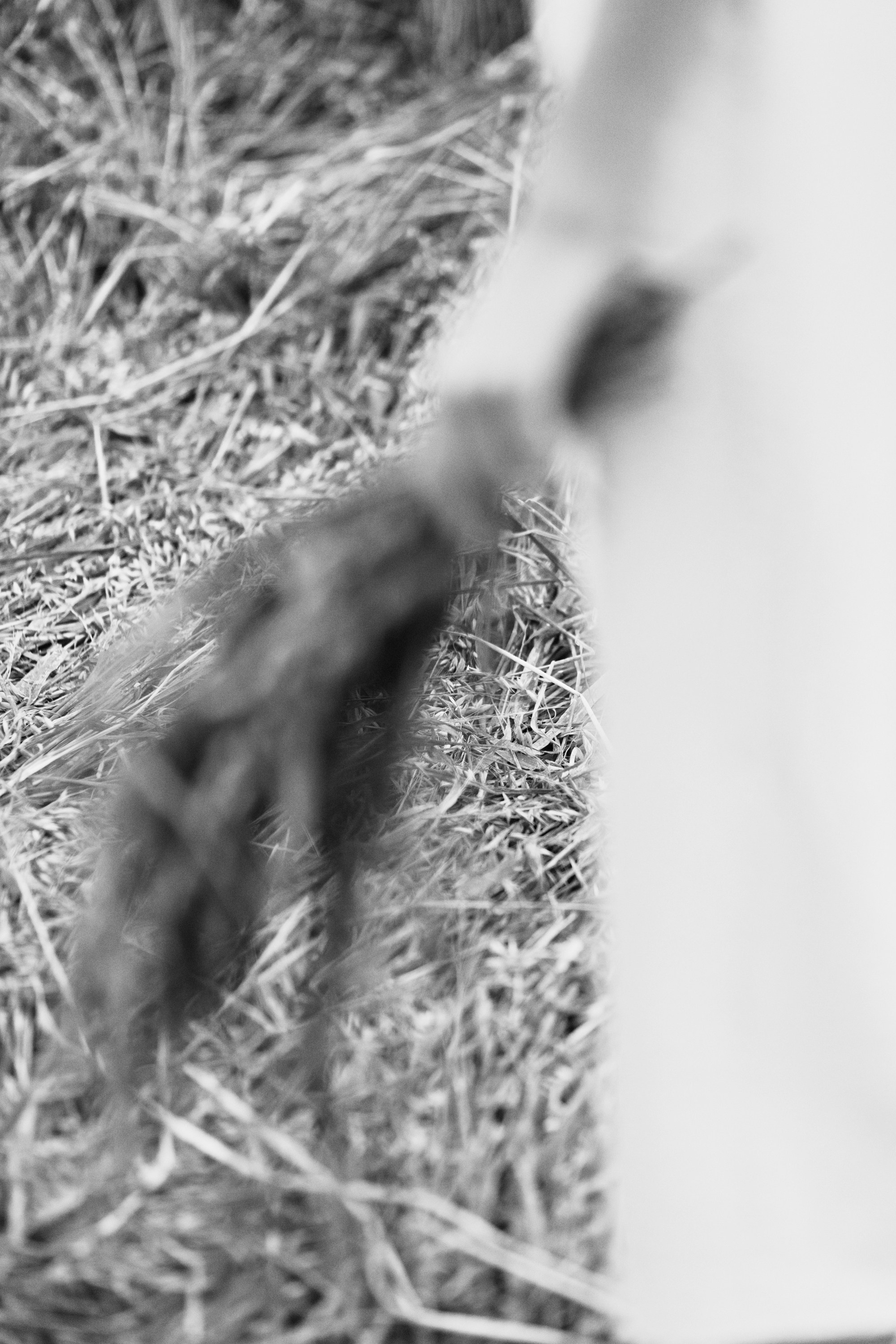Katya | tenderness in the field. Kaja | fotograf psów we Wrocławiu
