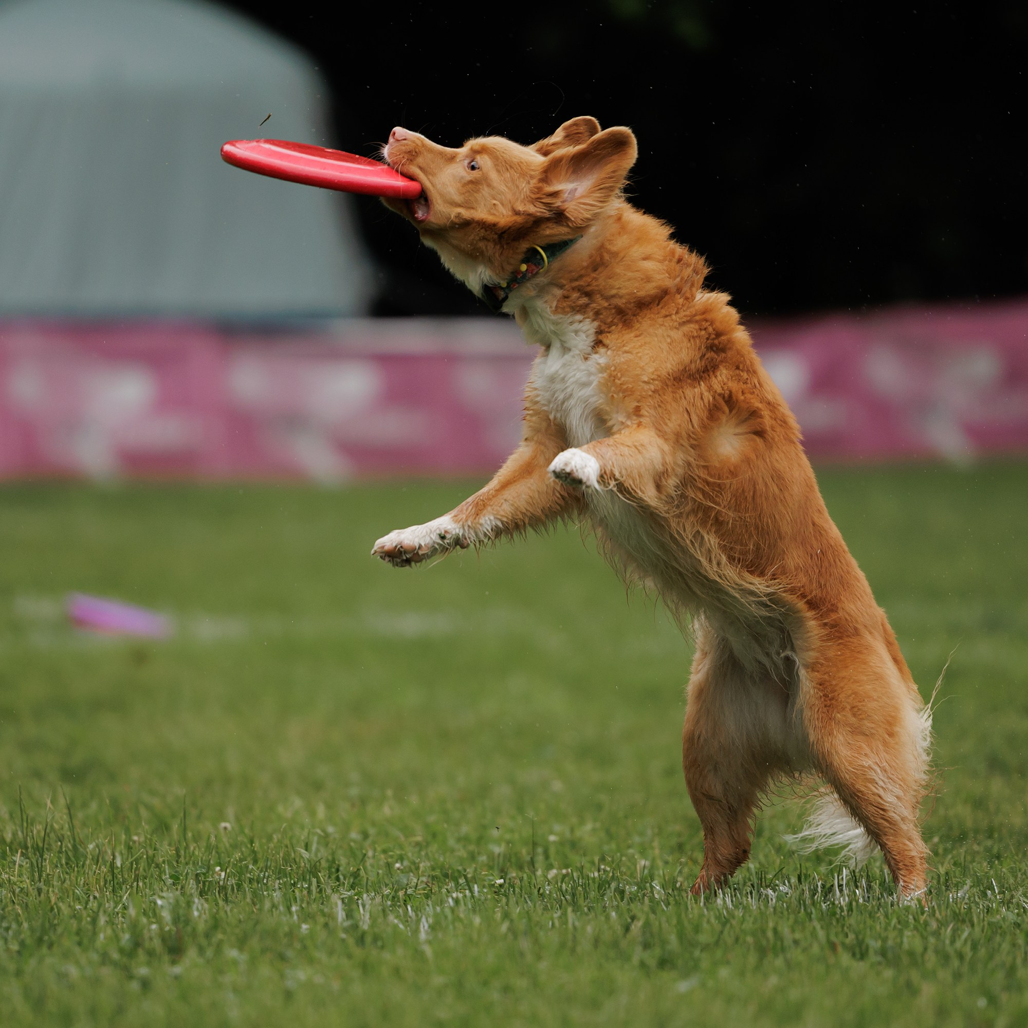 Latające psy, Wrocław'25. Kaja | fotograf psów we Wrocławiu